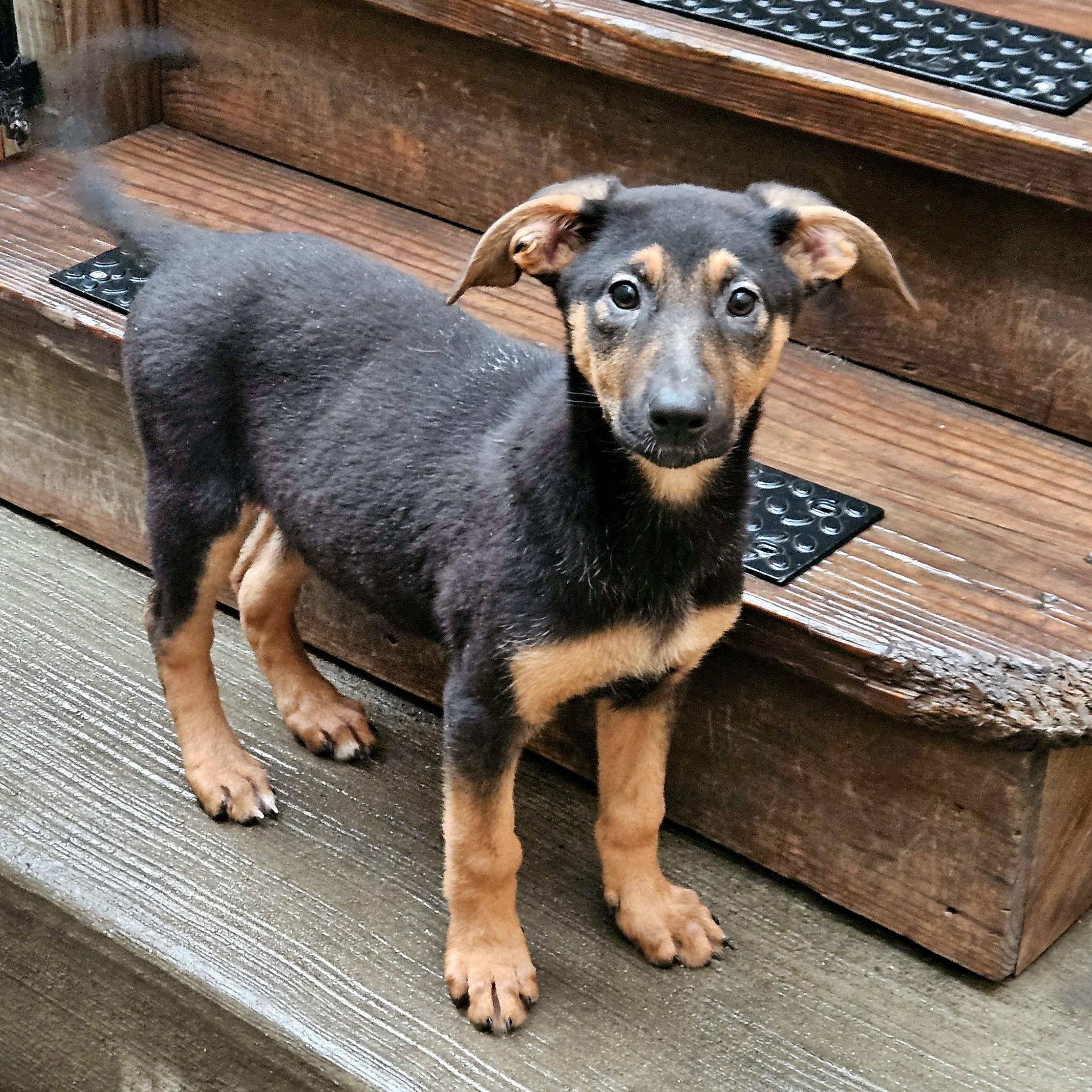 Bonsai, a Adoptable mixed breed in Chicago, IL image 2/6