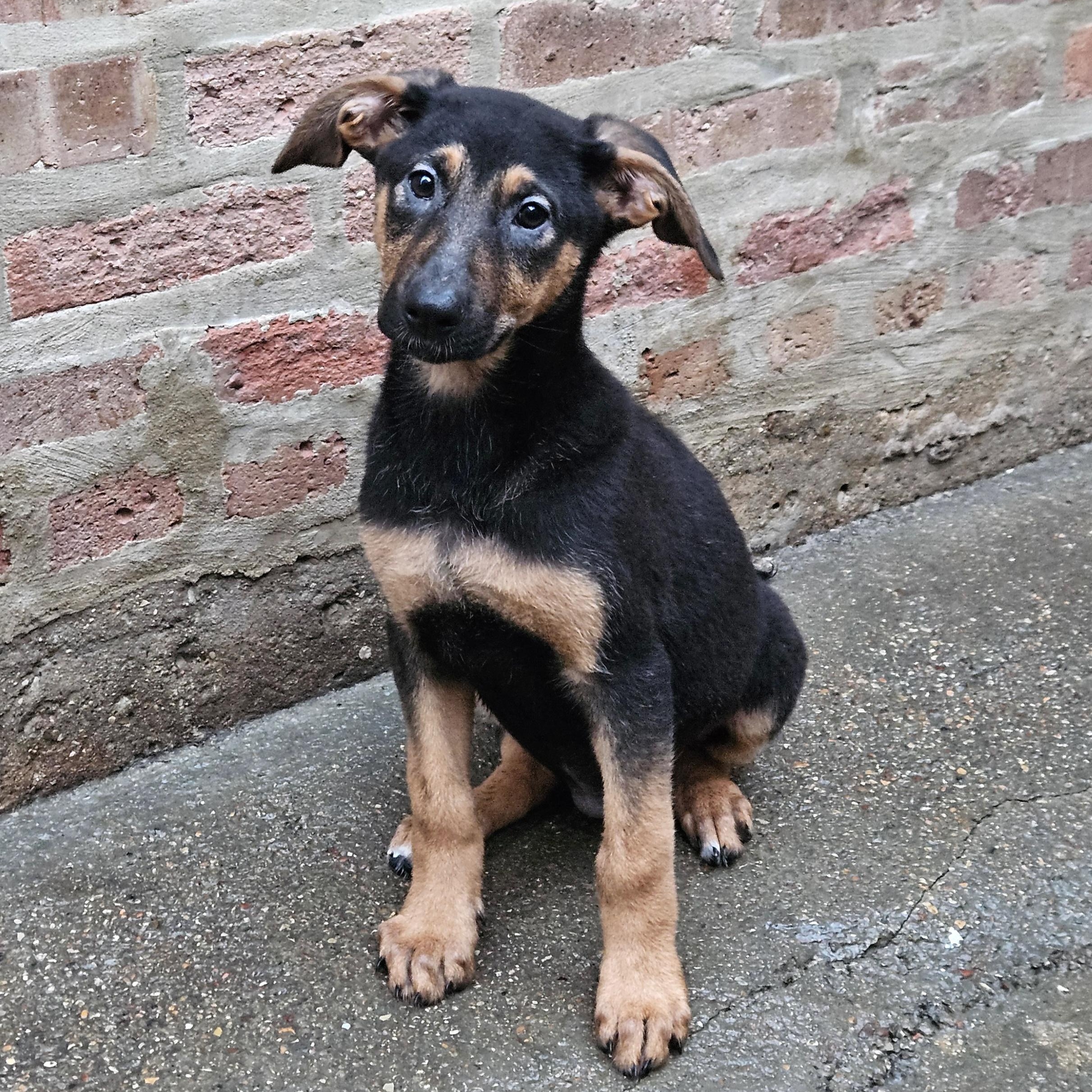 Bonsai, a Adoptable mixed breed in Chicago, IL image 5/6