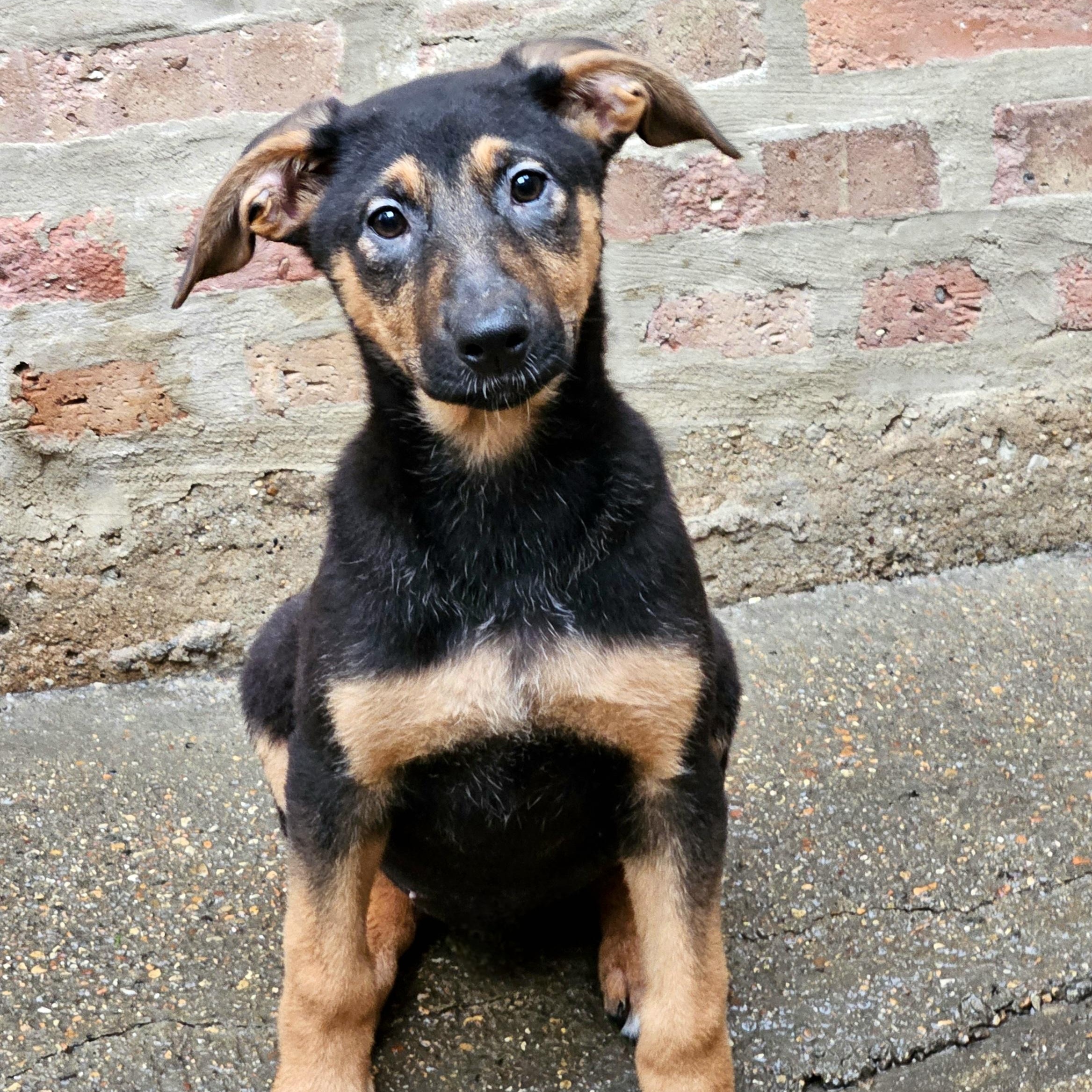 Bonsai, Adoptable, Puppy Female German Shepherd Dog & Doberman Pinscher.