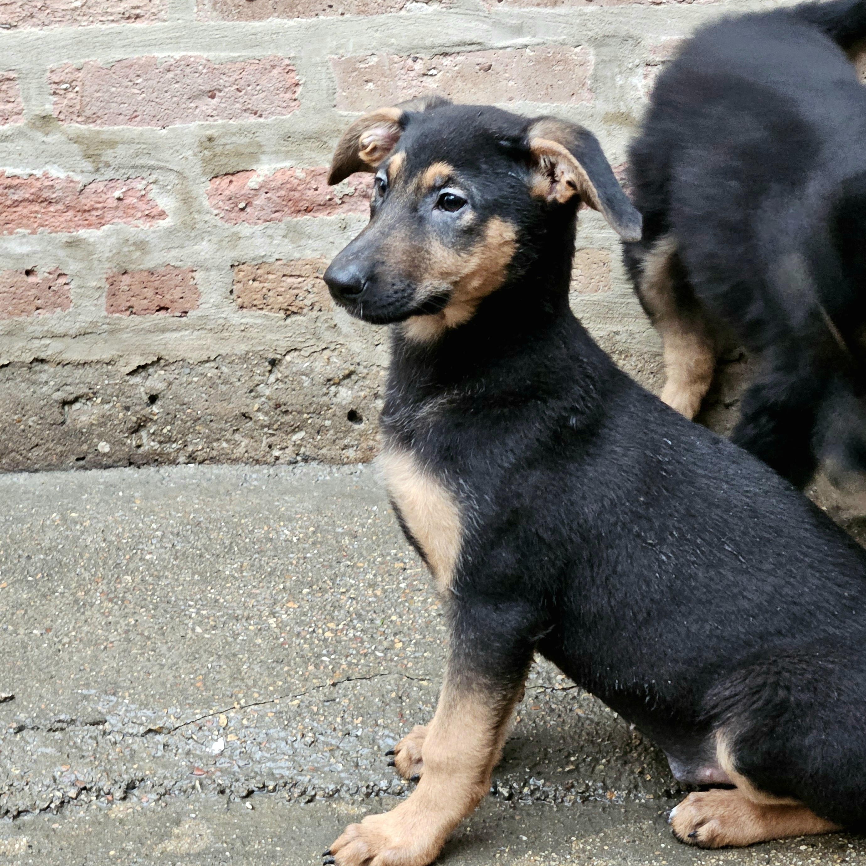 Bonsai, a Adoptable mixed breed in Chicago, IL image 4/6