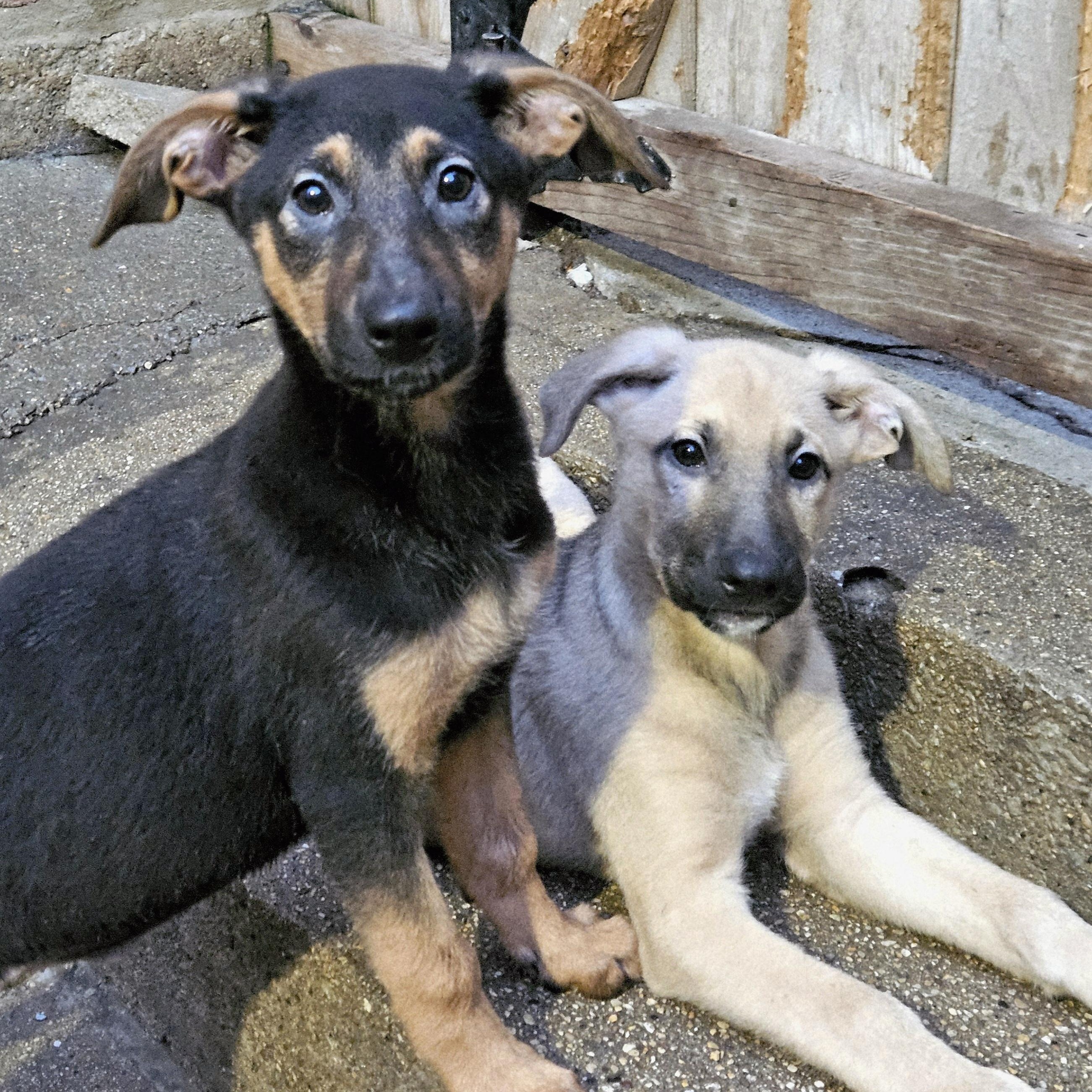 Bonsai, a Adoptable mixed breed in Chicago, IL image 6/6