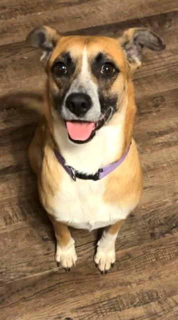 Enlarge MONTSE LERMA, a Adoptable mixed breed in Oklahoma City, OK image 1/1