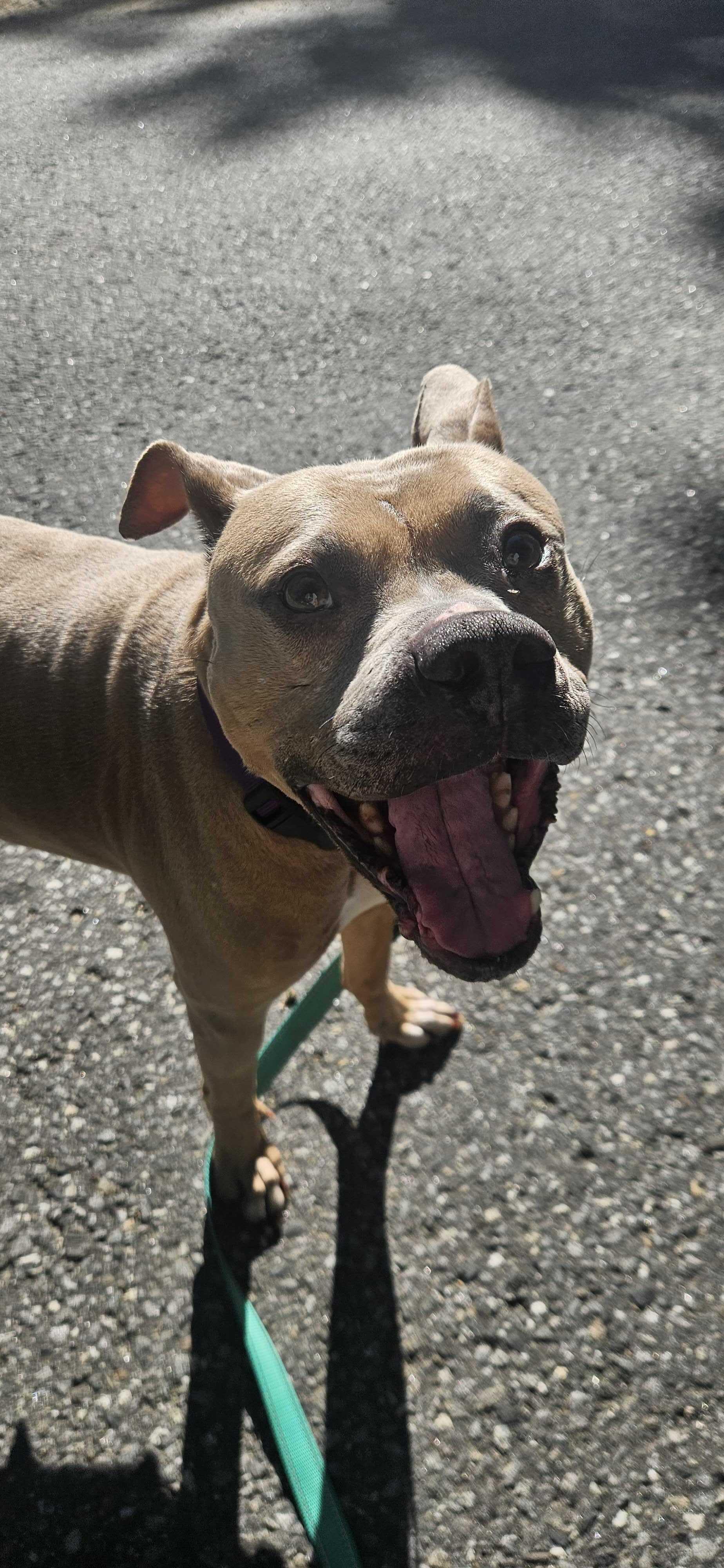 Rosebud, Adoptable, Adult Female Mixed Breed.