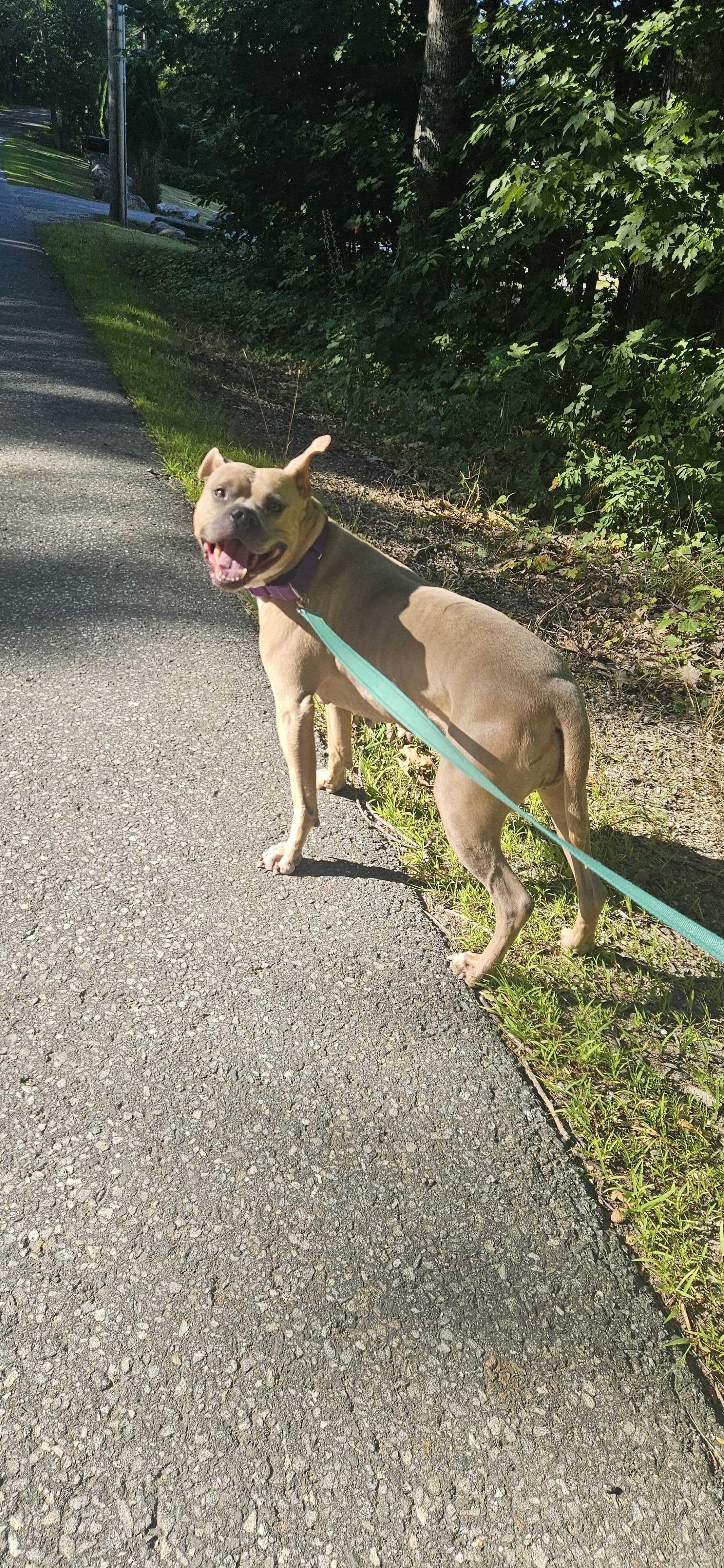 Enlarge Rosebud, a Adoptable Mixed Breed in Bowdoin, ME image 3/6