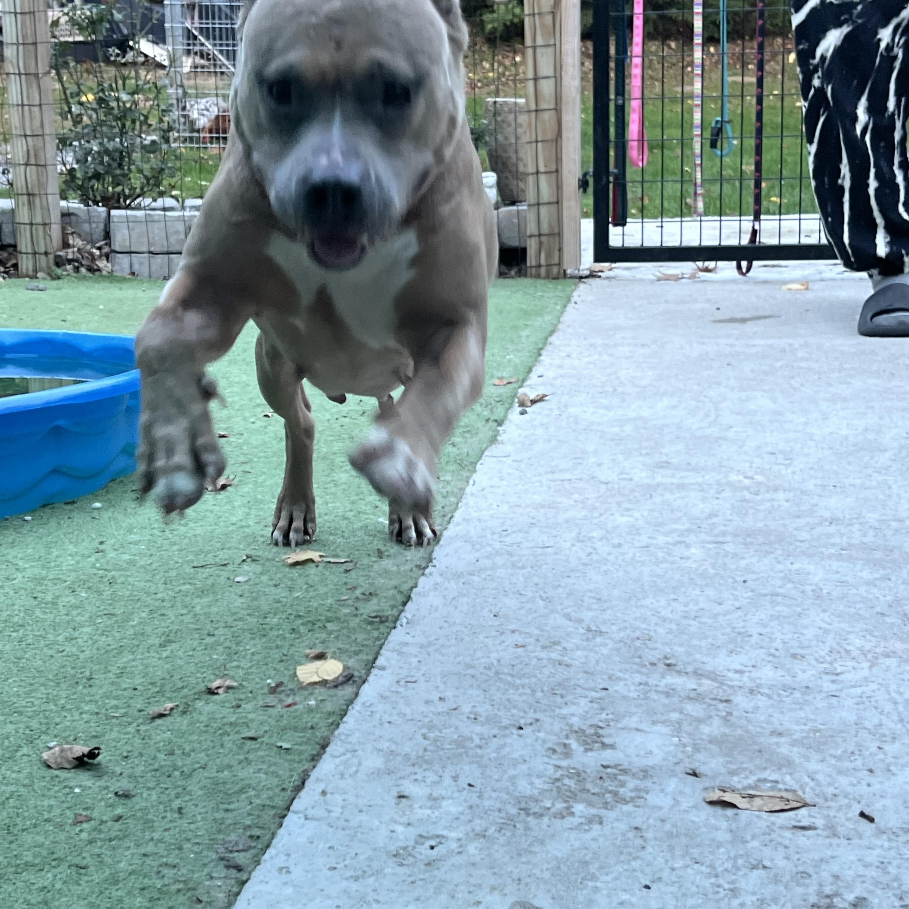 Enlarge Rosebud, a Adoptable Mixed Breed in Bowdoin, ME image 4/6