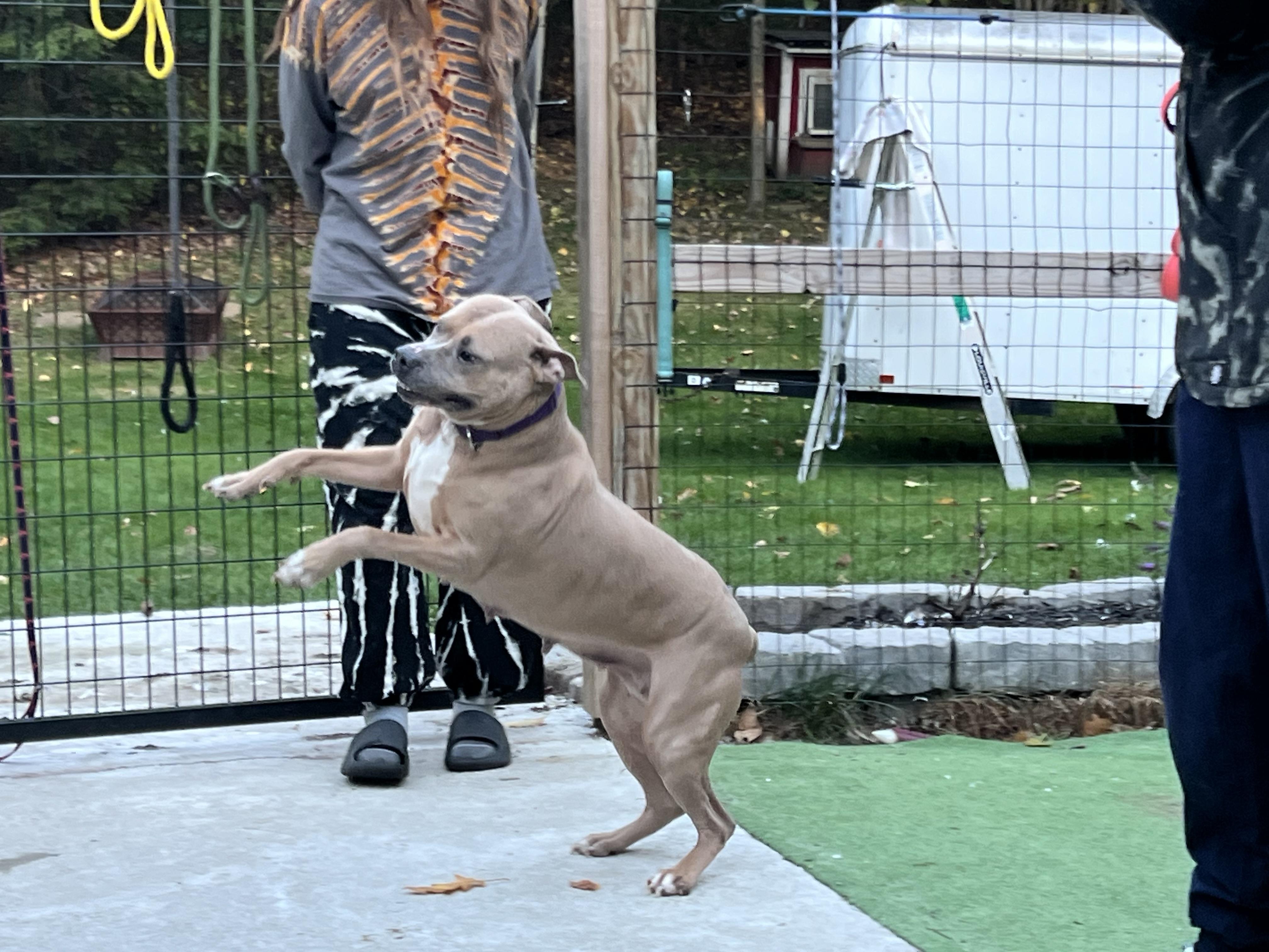 Enlarge Rosebud, a Adoptable Mixed Breed in Bowdoin, ME image 6/6