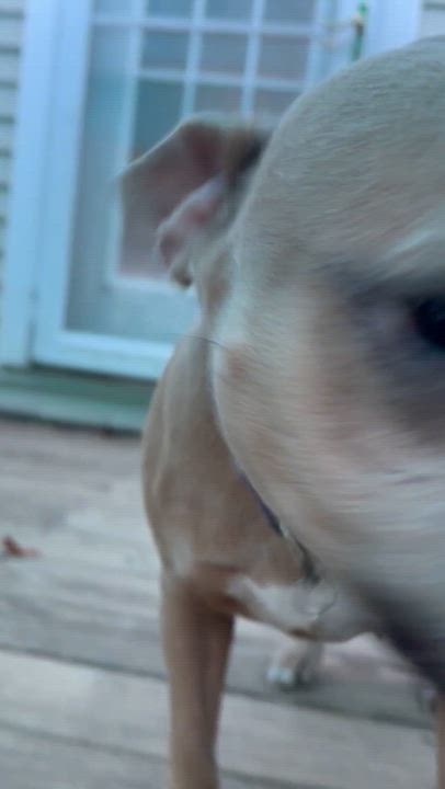 Enlarge Rosebud, a Adoptable Mixed Breed in Bowdoin, ME video 5/6