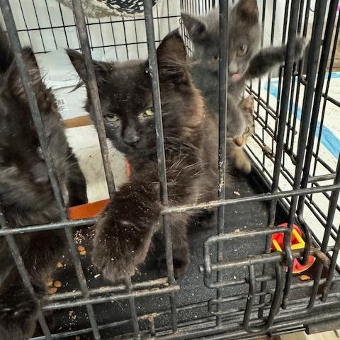 Enlarge 0925-206 Ms. Rocky, a Adoptable Domestic Medium Hair in Abingdon, MD image 1/3