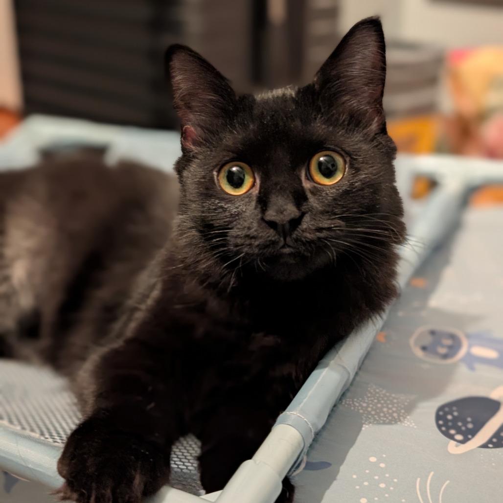 Enlarge 0925-206 Ms. Rocky, a Adoptable Domestic Medium Hair in Abingdon, MD image 2/3