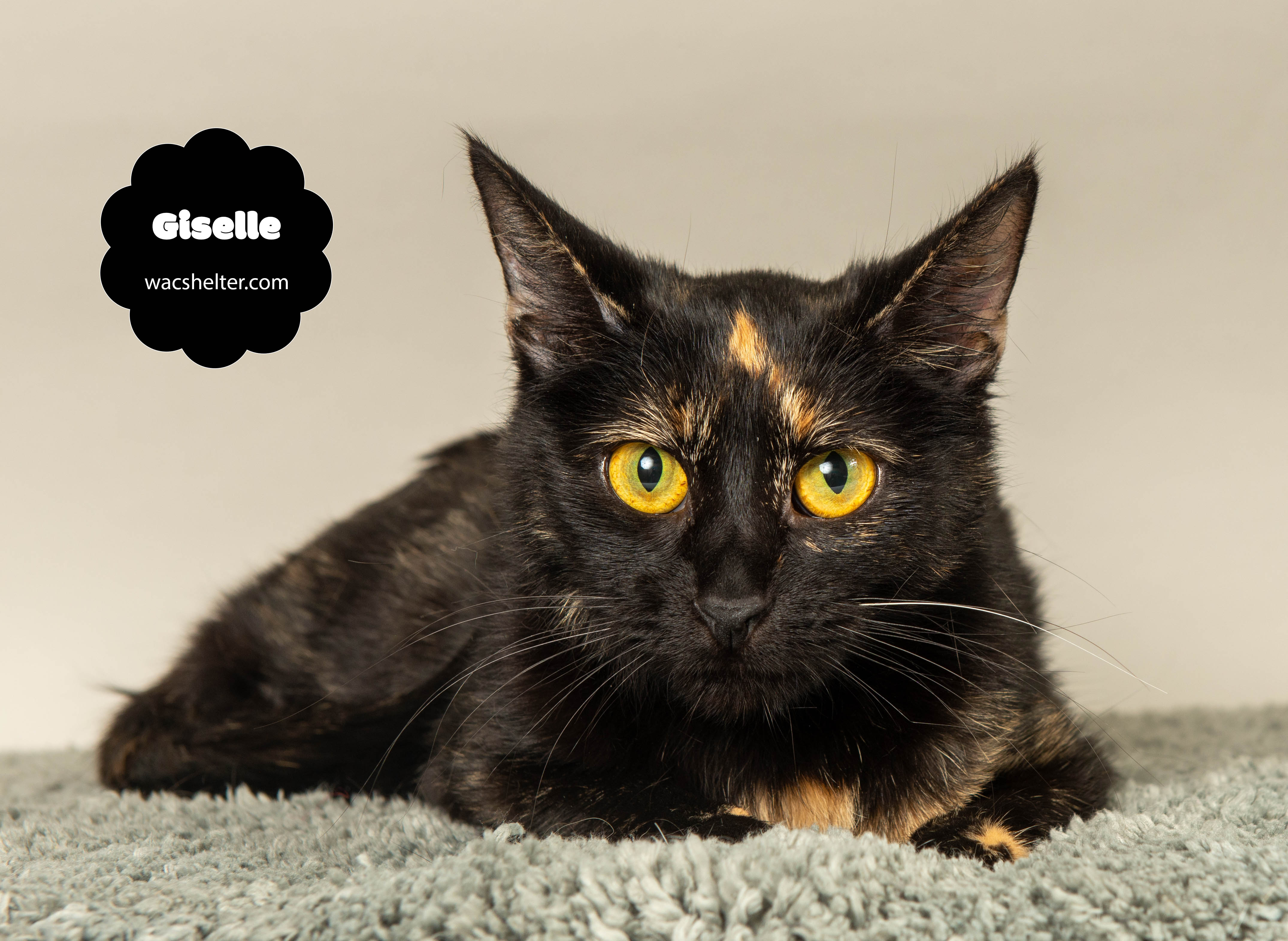 GISELLE (Perfect for Torti Lovers)