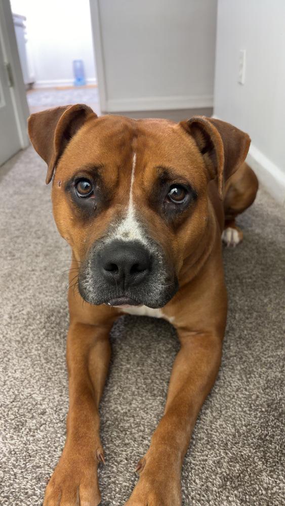 Enlarge Juliet, a Adoptable mixed breed in Boston, MA image 1/6