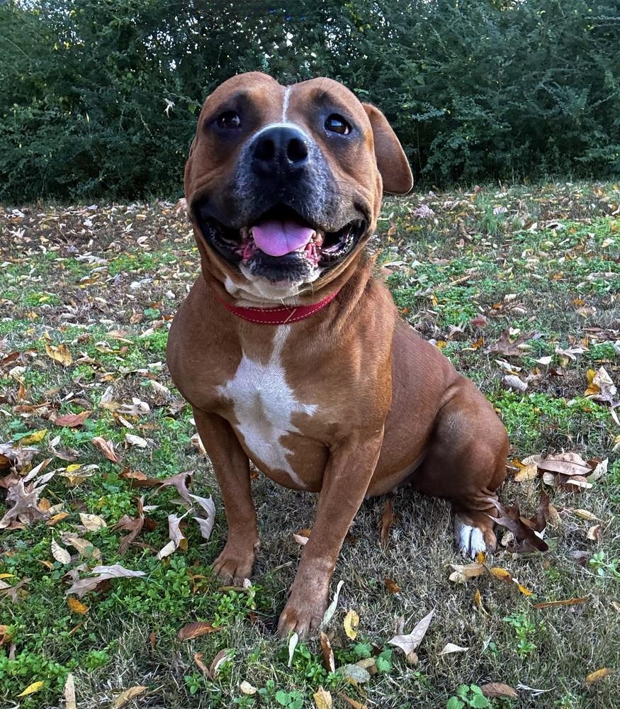 Enlarge Juliet, a Adoptable mixed breed in Boston, MA image 2/6