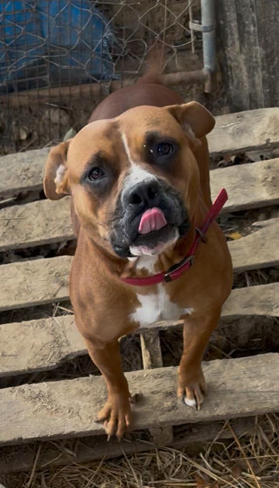 Enlarge Juliet, a Adoptable mixed breed in Boston, MA image 3/6