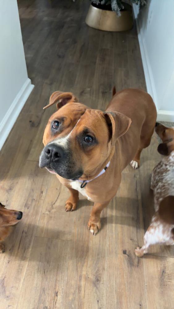 Enlarge Juliet, a Adoptable mixed breed in Boston, MA image 4/6