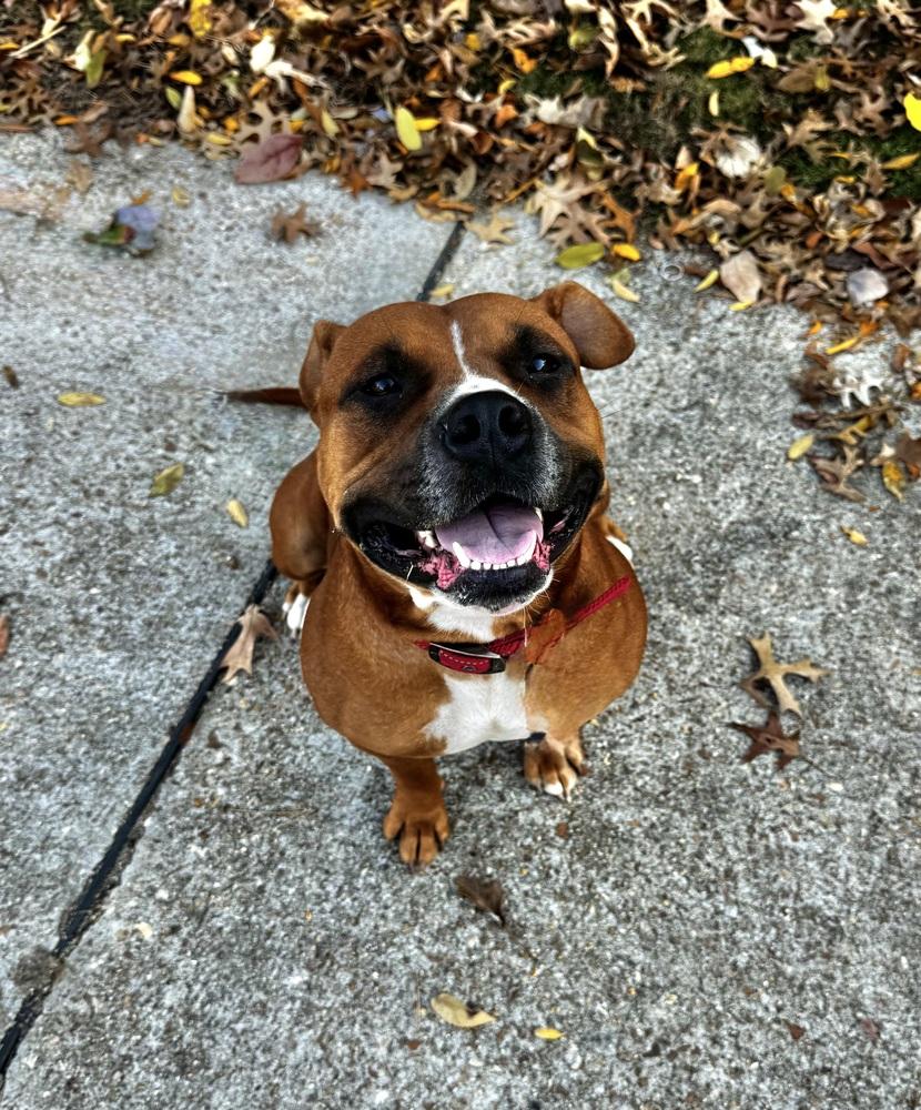 Enlarge Juliet, a Adoptable mixed breed in Boston, MA image 5/6