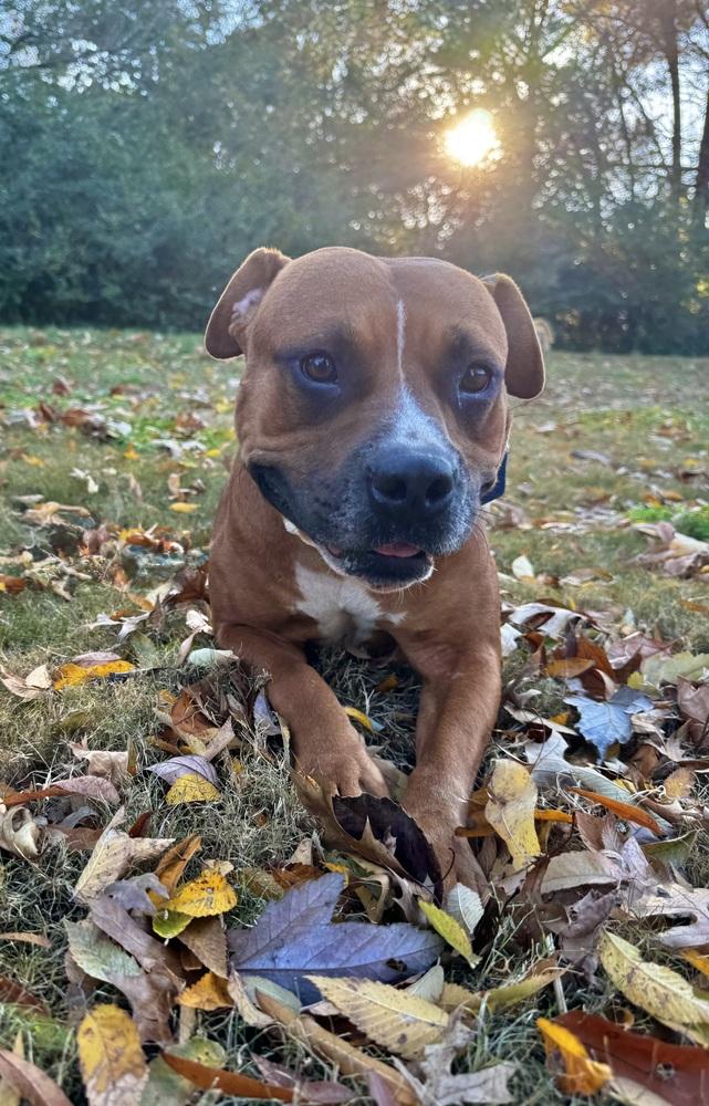 Enlarge Juliet, a Adoptable mixed breed in Boston, MA image 6/6