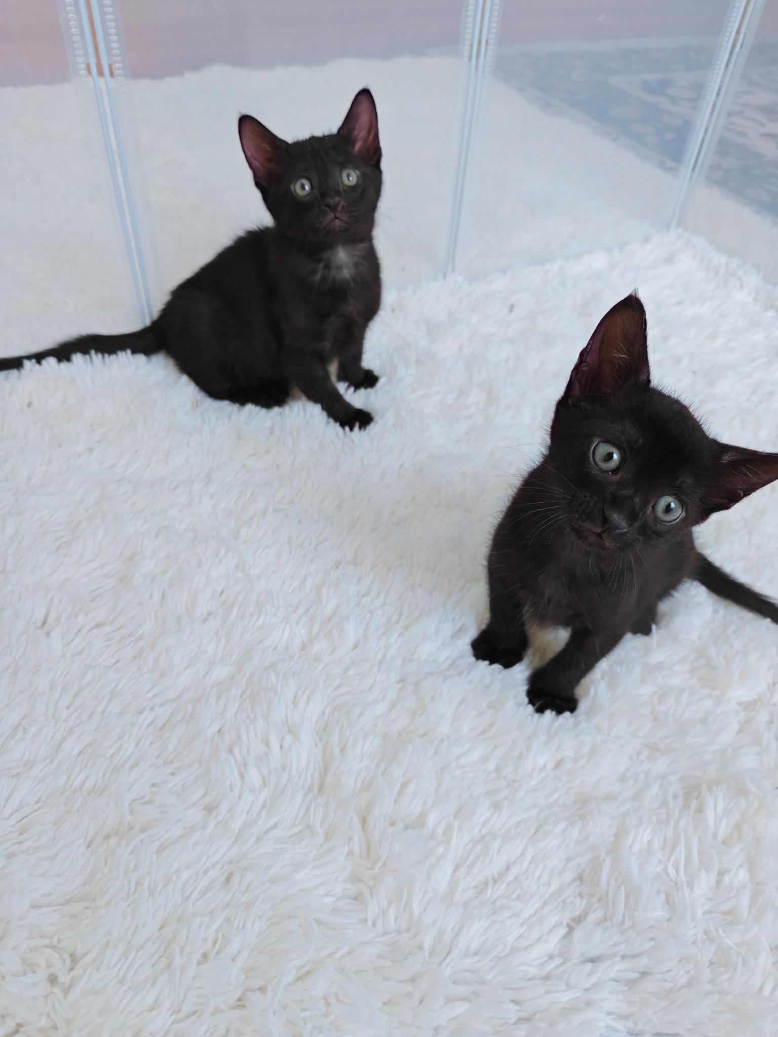 Apollo, Adoptable, Young Male Domestic Short Hair.