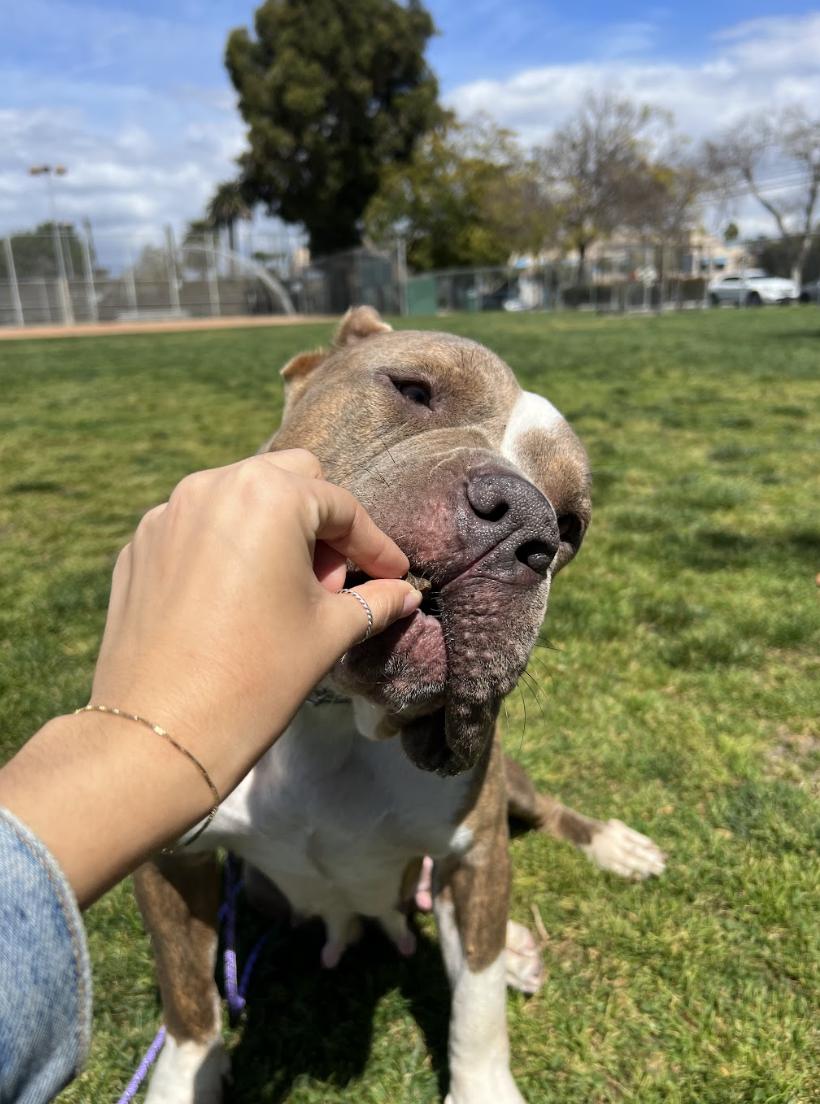 Clementine, a Adoptable American Bully in Los Angeles, CA image 4/6
