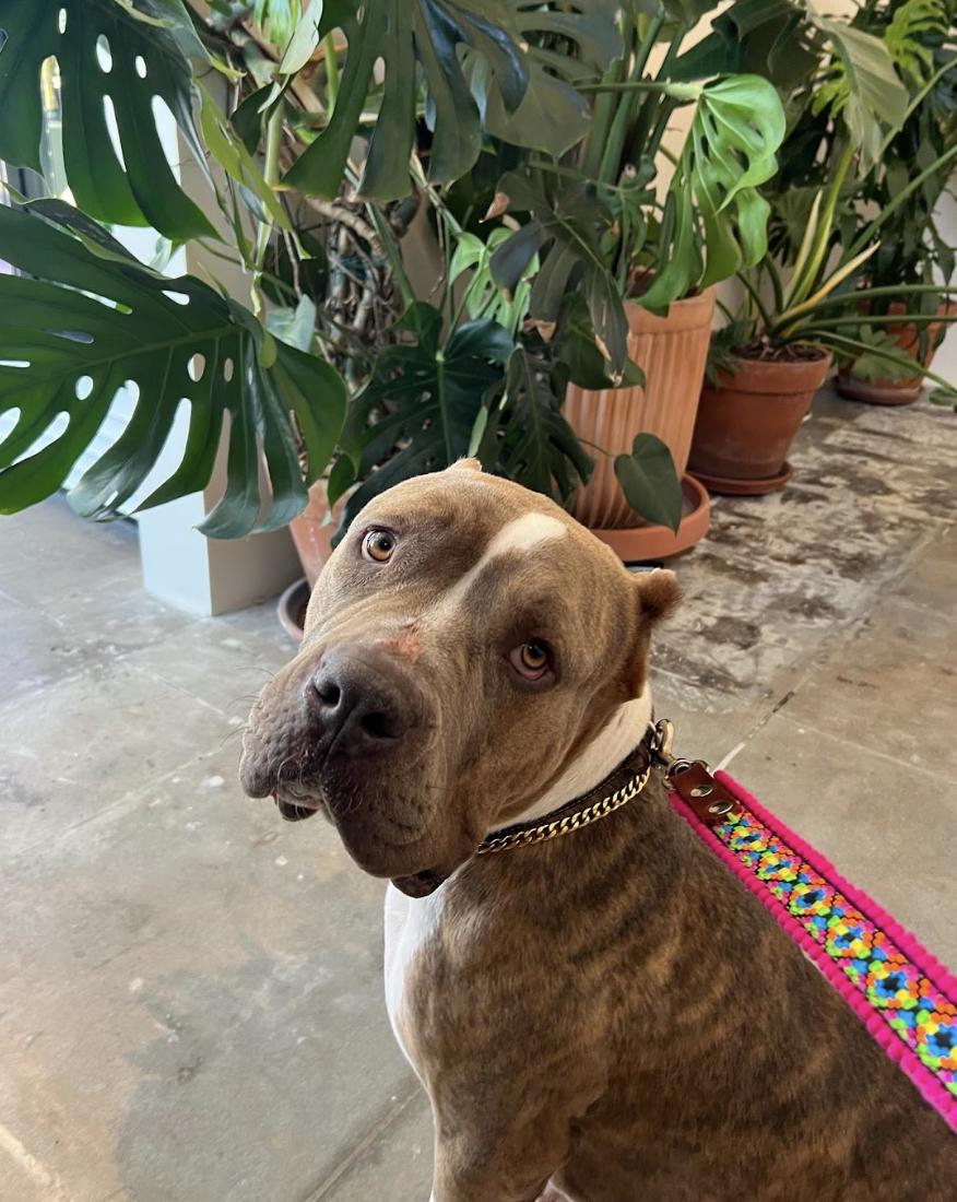 Clementine, a Adoptable American Bully in Los Angeles, CA image 1/6