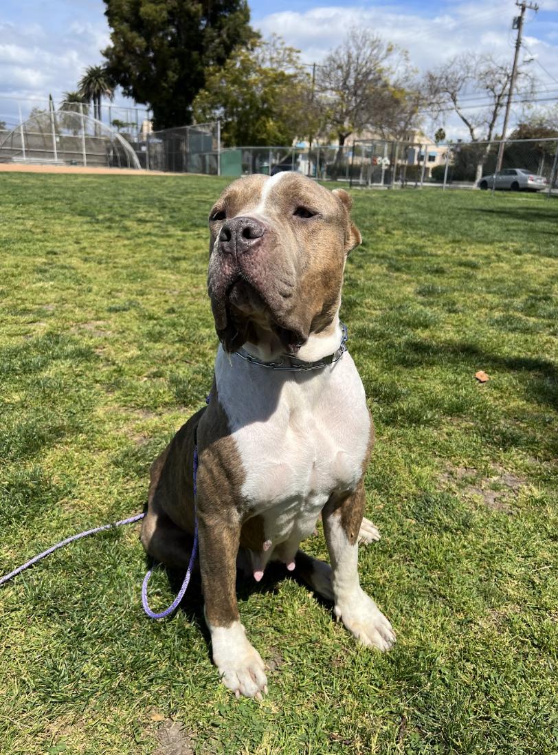 Clementine, a Adoptable American Bully in Los Angeles, CA image 5/6