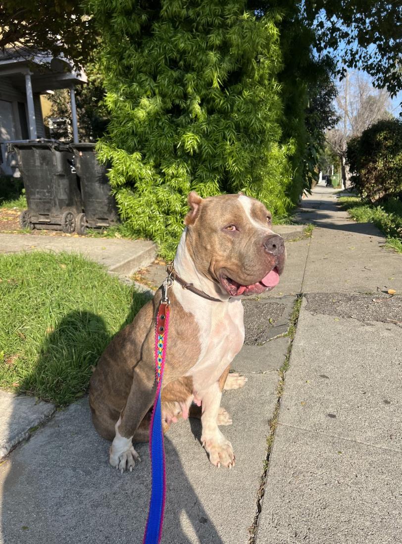 Clementine, a Adoptable American Bully in Los Angeles, CA image 2/6