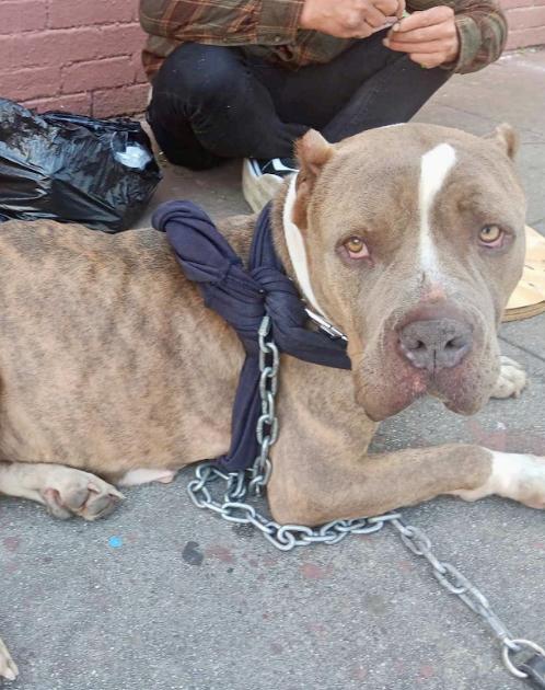 Clementine, a Adoptable American Bully in Los Angeles, CA image 6/6