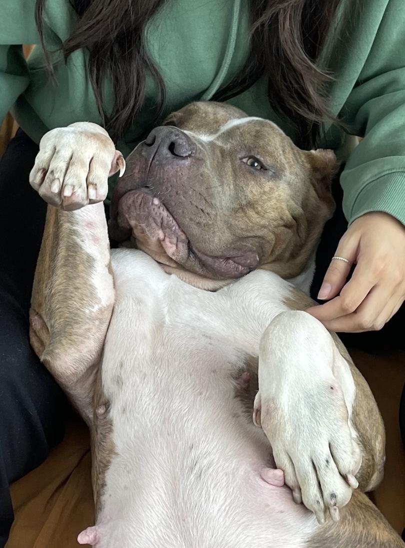 Clementine, a Adoptable American Bully in Los Angeles, CA image 3/6