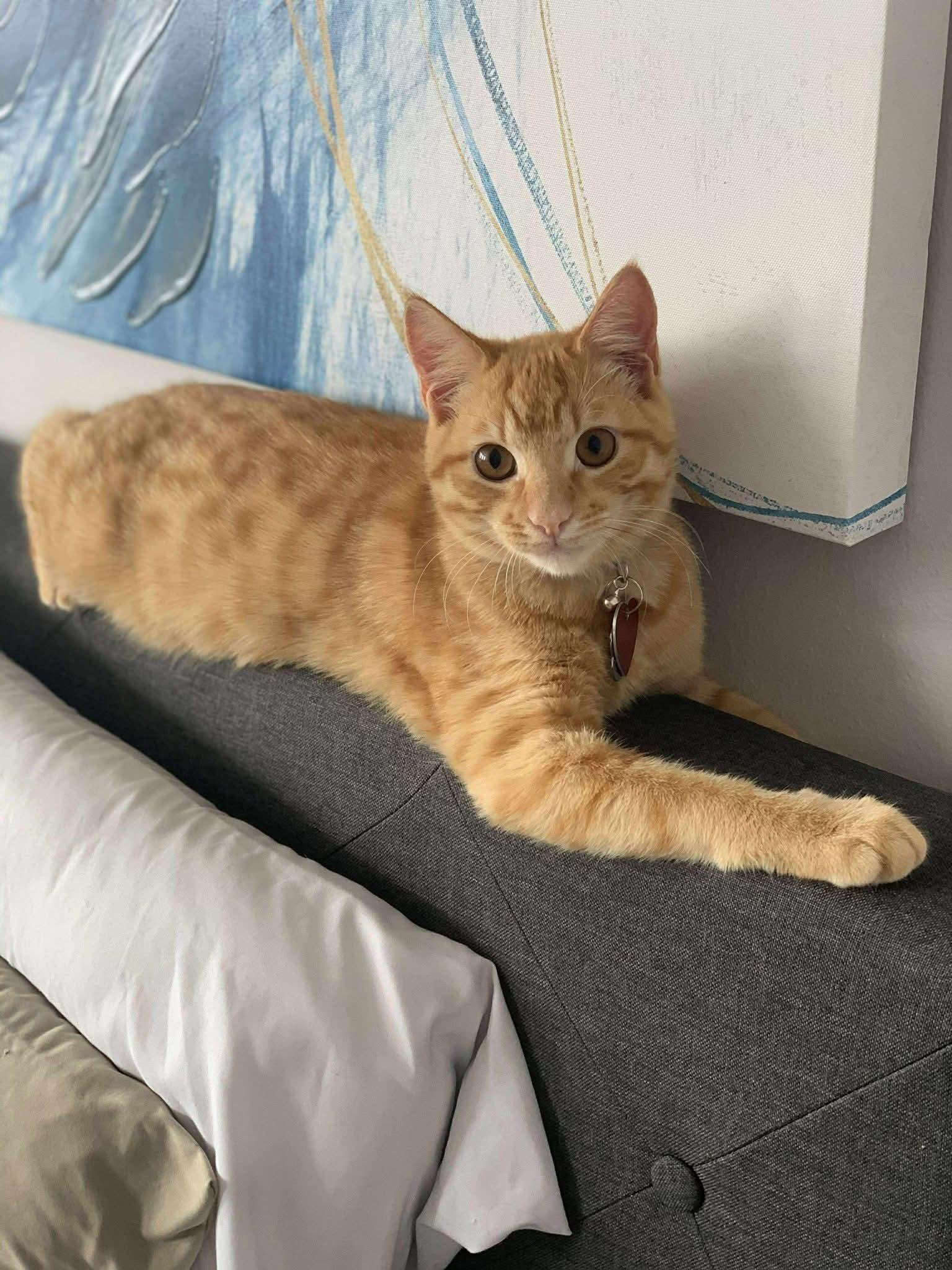 Lee, Adult Male unknown