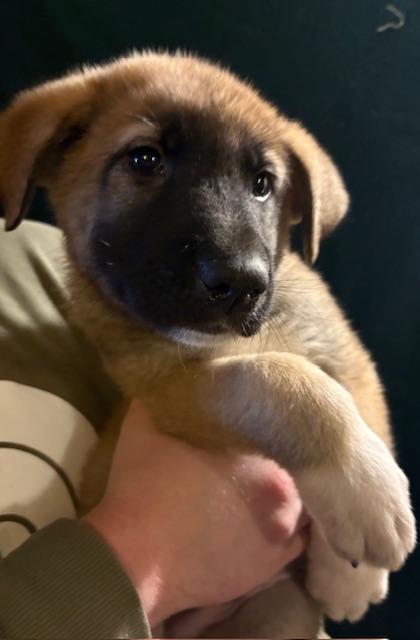 Enlarge Bruno - In Foster, a ADOPTABLE mixed breed in Kalamazoo, MI image 1/1