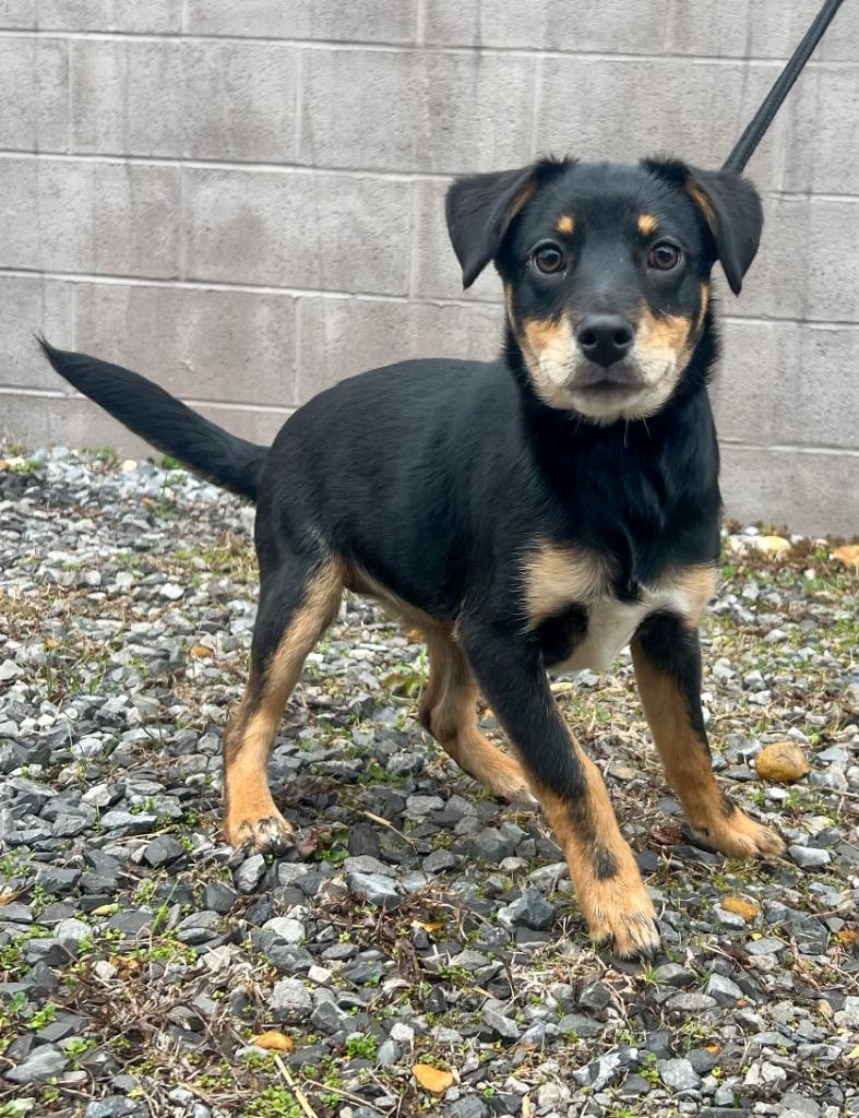 Enlarge Megan, a Adoptable mixed breed in Murray, KY image 2/3