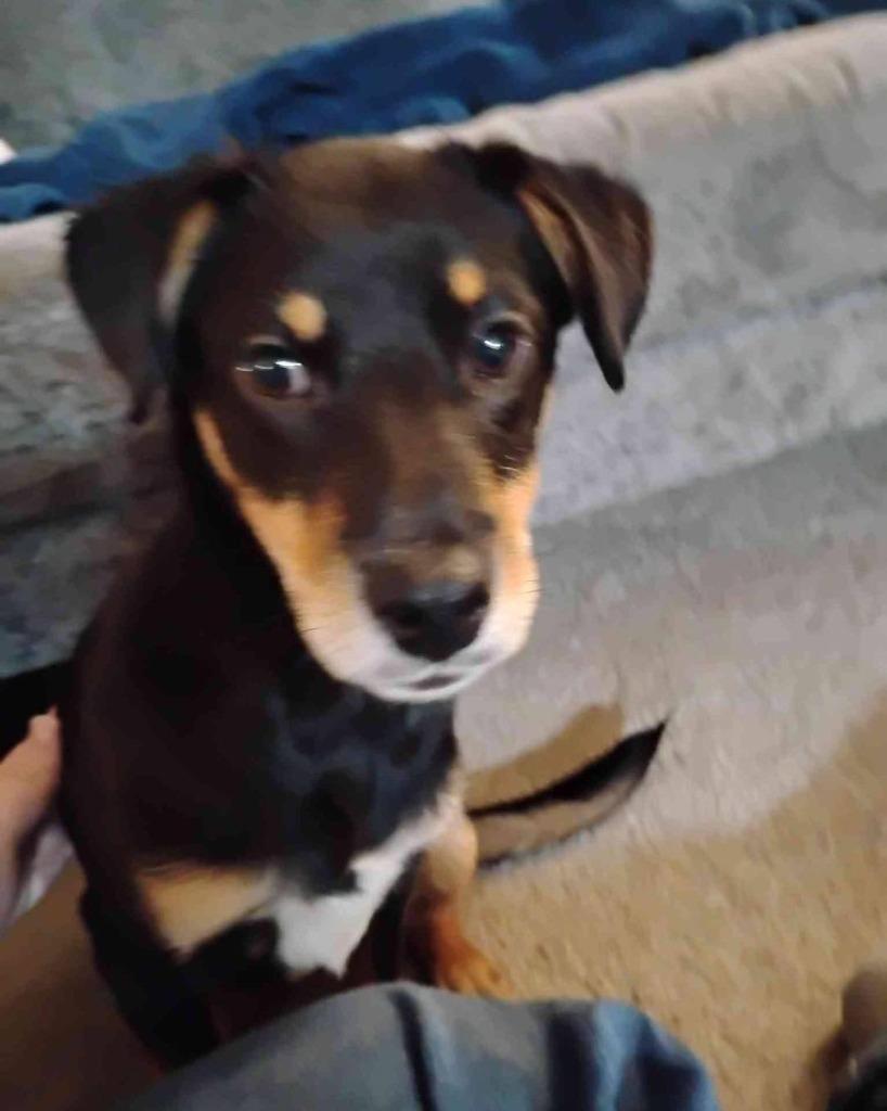 Enlarge Megan, a Adoptable mixed breed in Murray, KY image 3/3