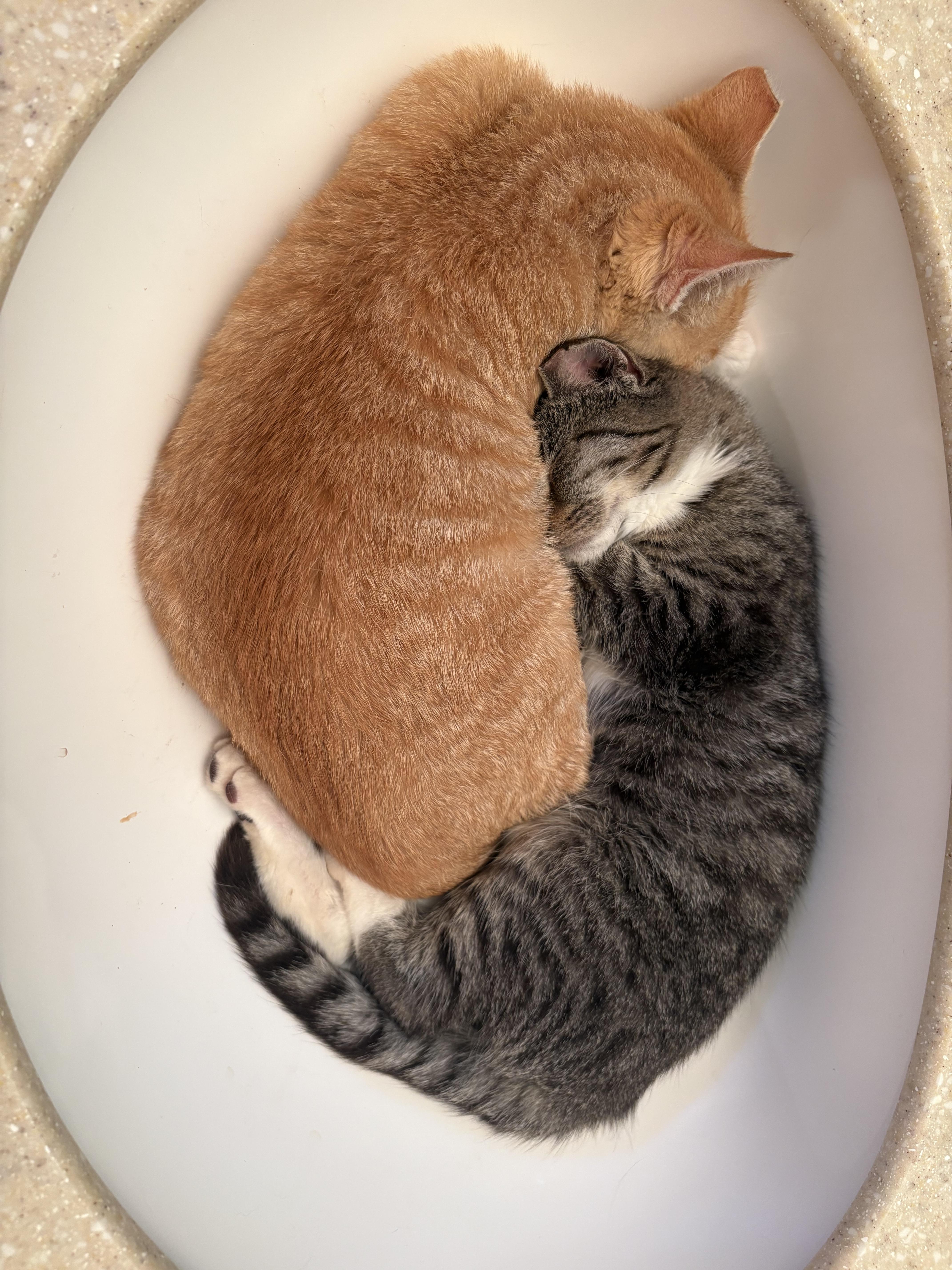 Tanner & Thomas, Adoptable, Kitten Male Domestic Short Hair.