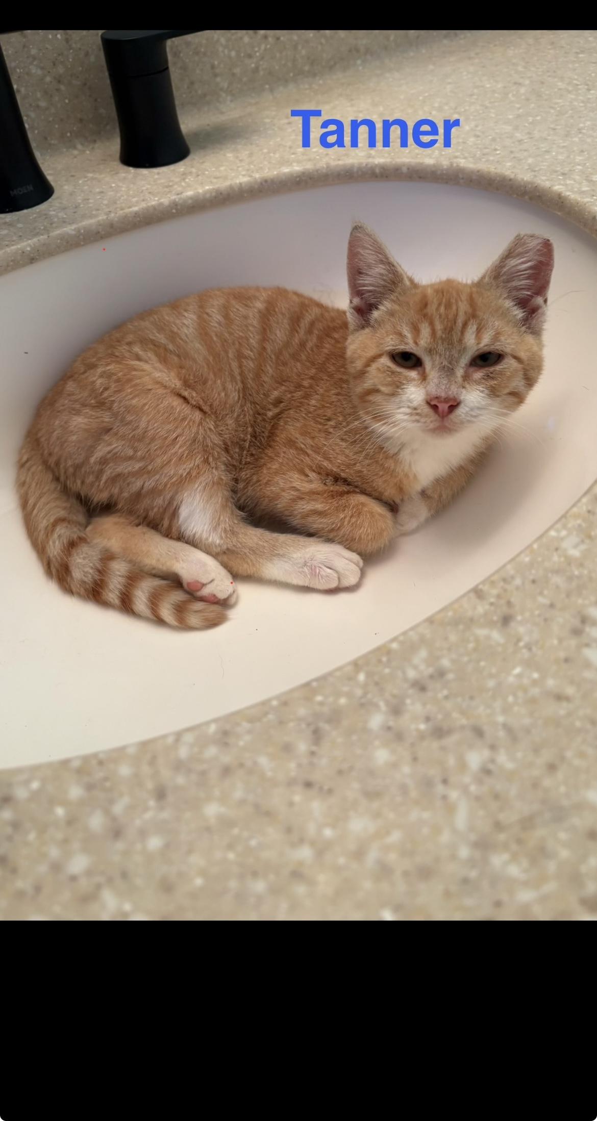 Enlarge Tanner & Thomas, a Adoptable Domestic Short Hair in Yardley, PA image 2/3