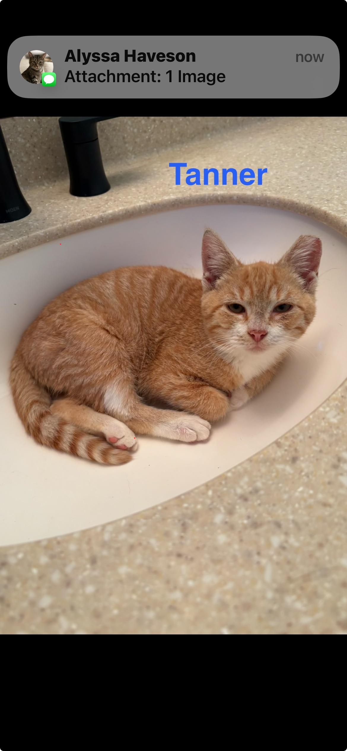 Enlarge Tanner & Thomas, a Adoptable Domestic Short Hair in Yardley, PA image 2/2