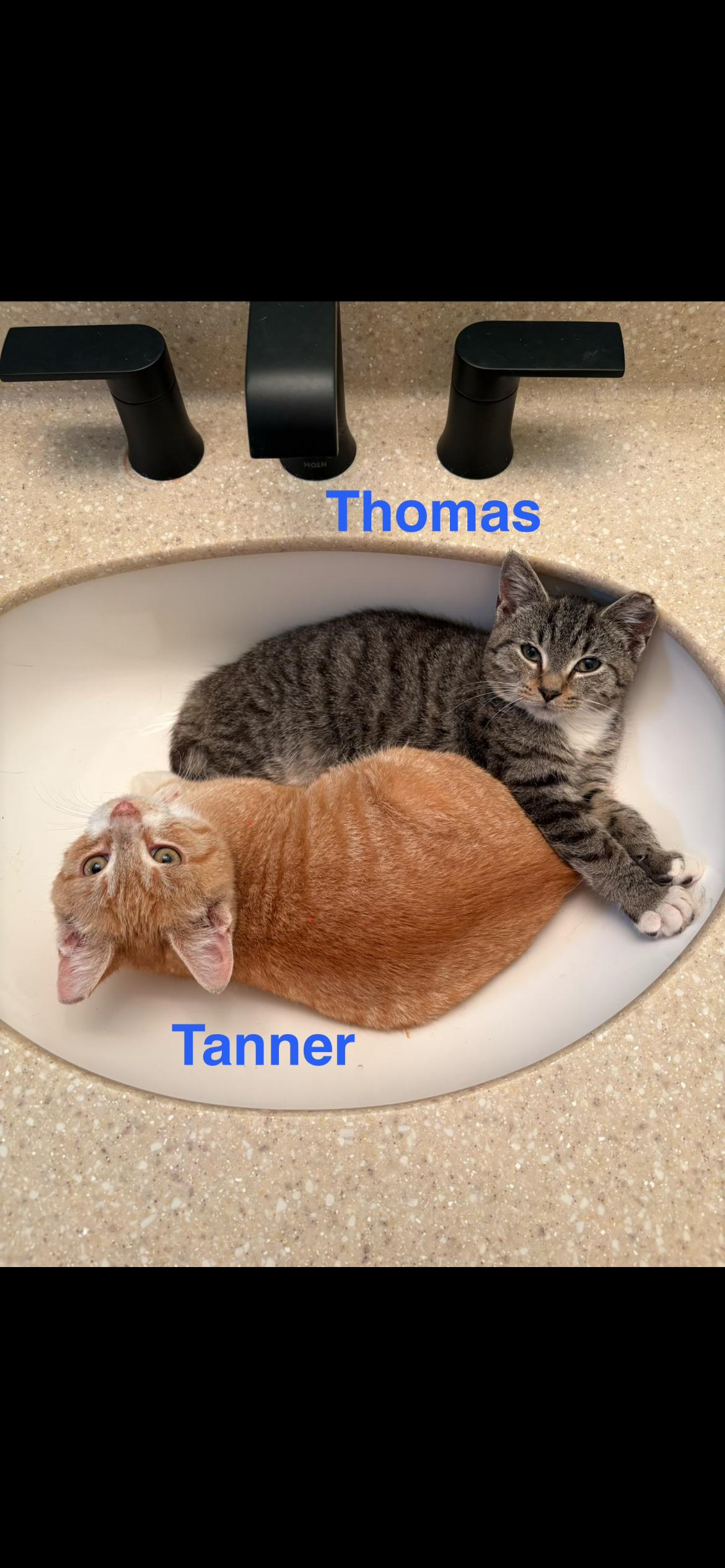 Tanner & Thomas, Adoptable, Kitten Male Domestic Short Hair.
