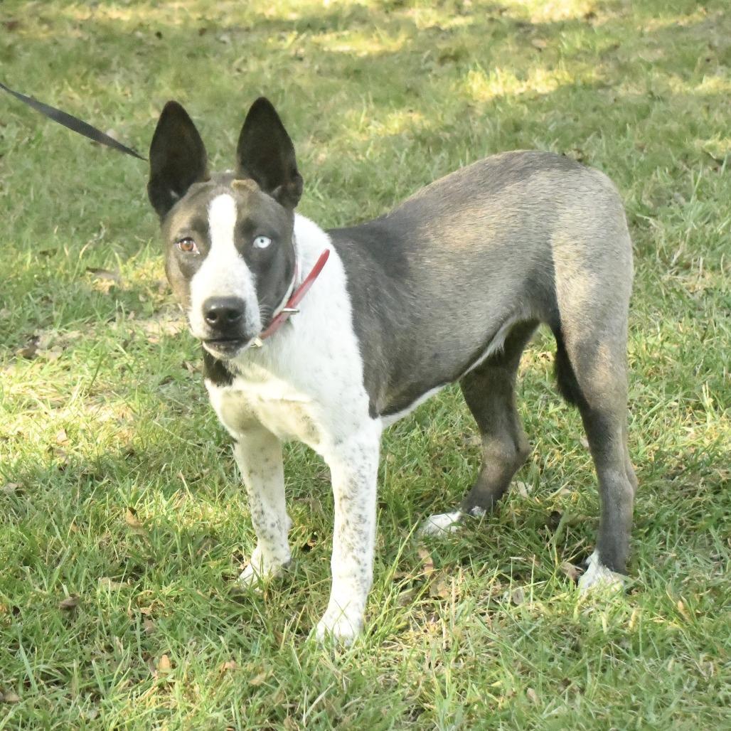 Enlarge Gertie, a Adoptable mixed breed in Natchez, MS image 1/3