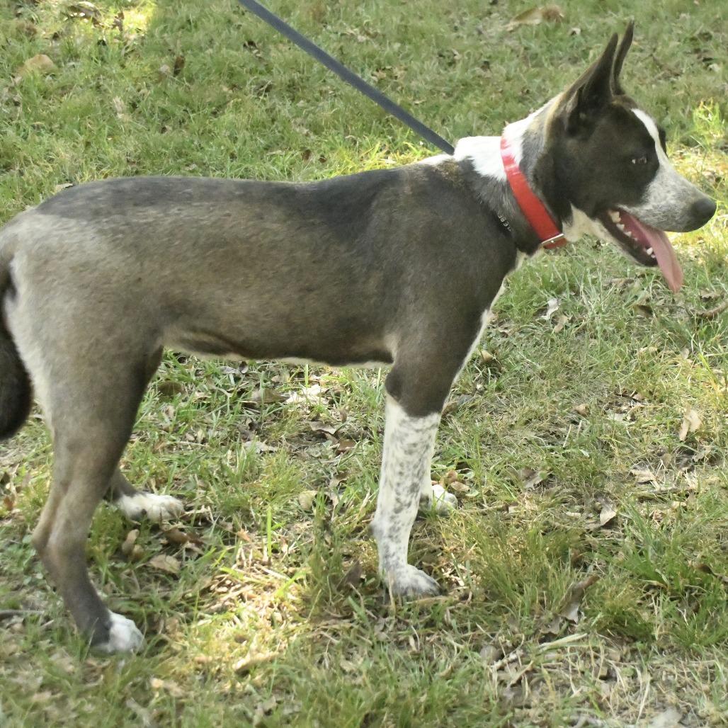 Enlarge Gertie, a Adoptable mixed breed in Natchez, MS image 2/3