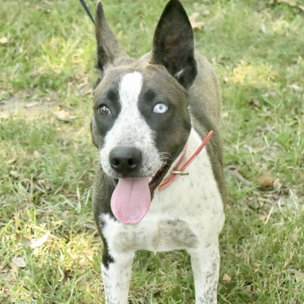Enlarge Gertie, a Adoptable mixed breed in Natchez, MS image 3/3
