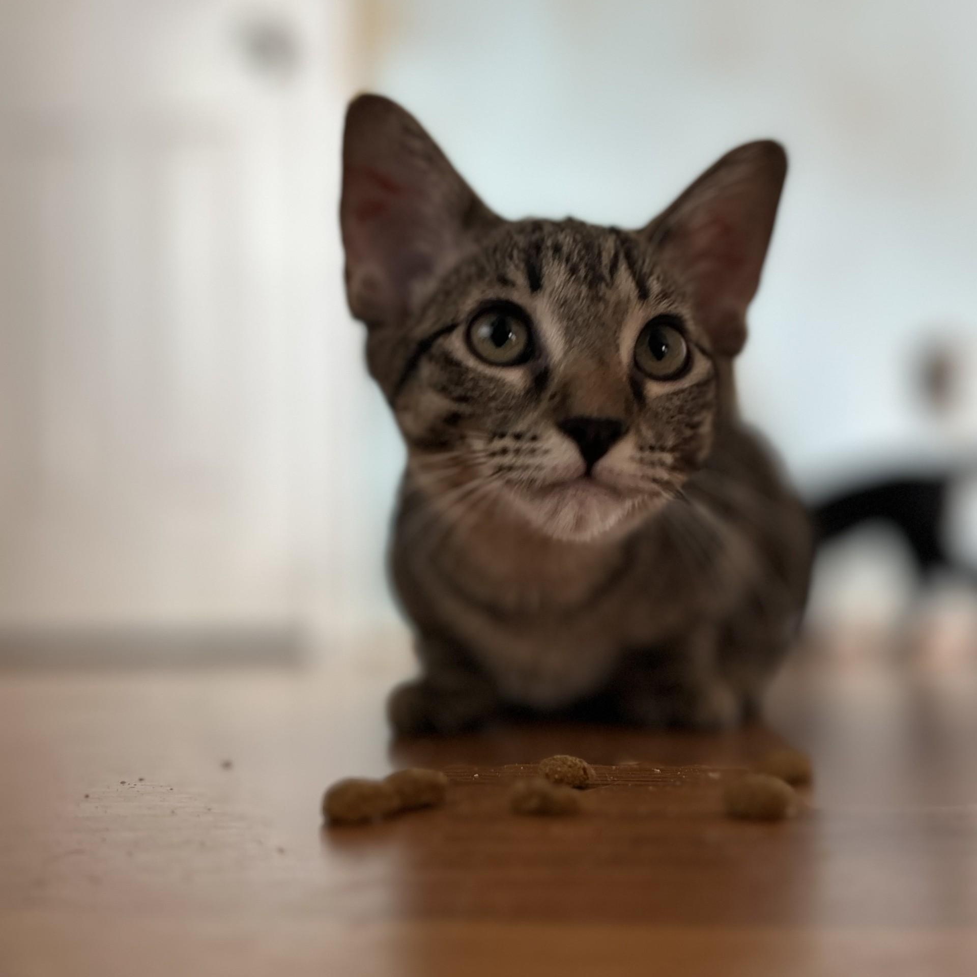 Porcini, a Adoptable Domestic Short Hair in Springdale, AR image 2/4