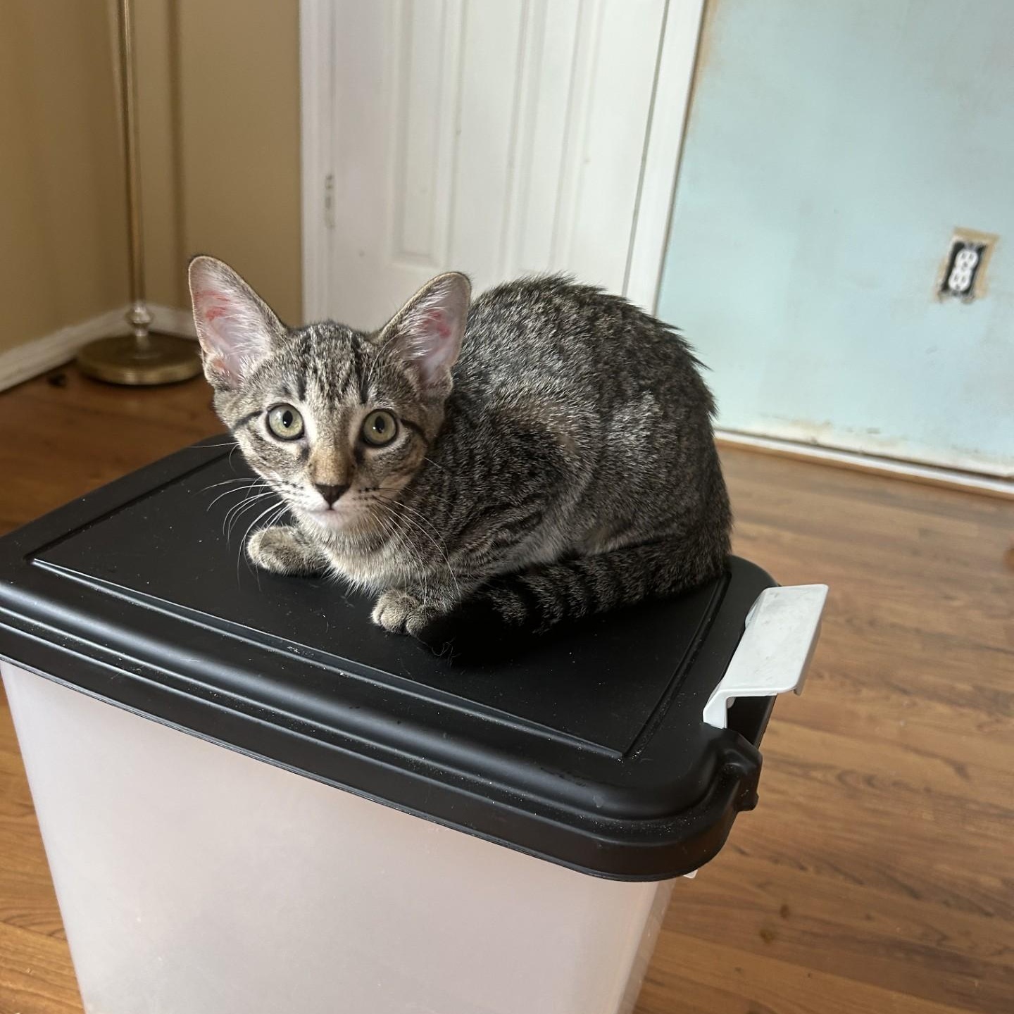 Porcini, a Adoptable Domestic Short Hair in Springdale, AR image 3/4