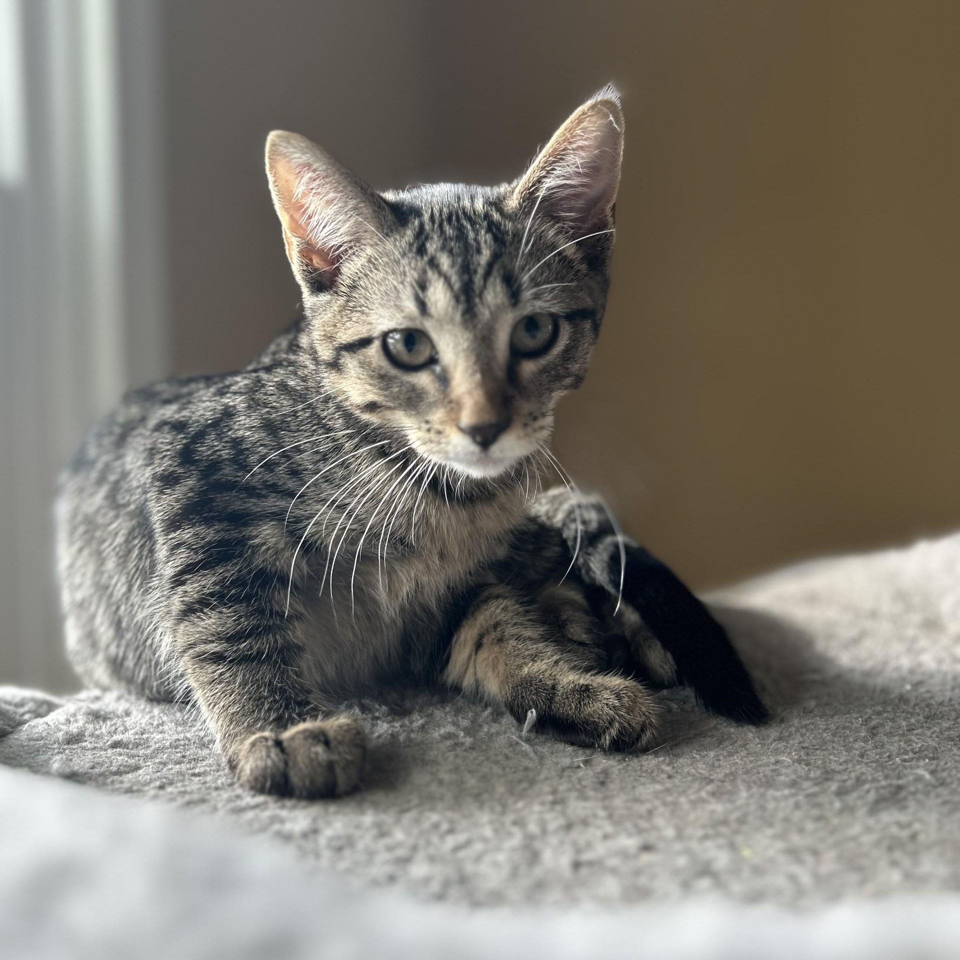 Porcini, Adoptable, Kitten Female Domestic Short Hair.