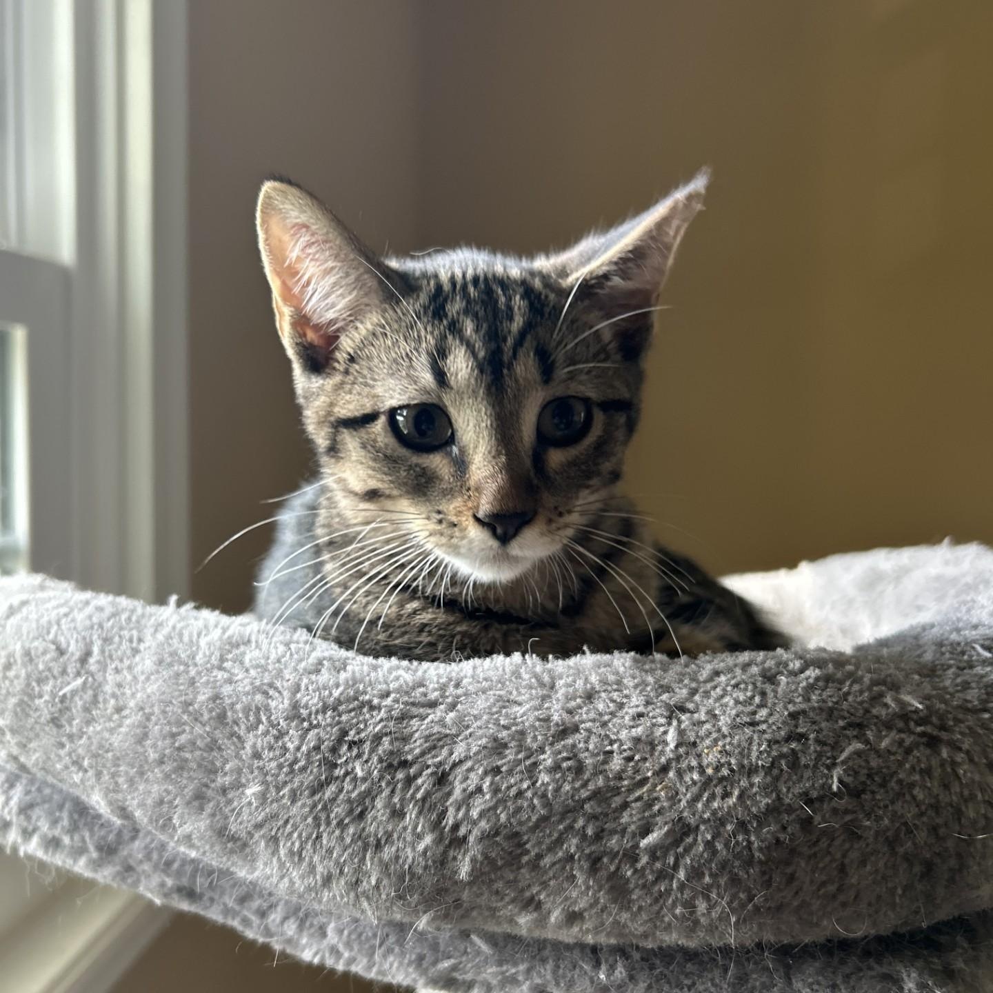 Porcini, a Adoptable Domestic Short Hair in Springdale, AR image 4/4