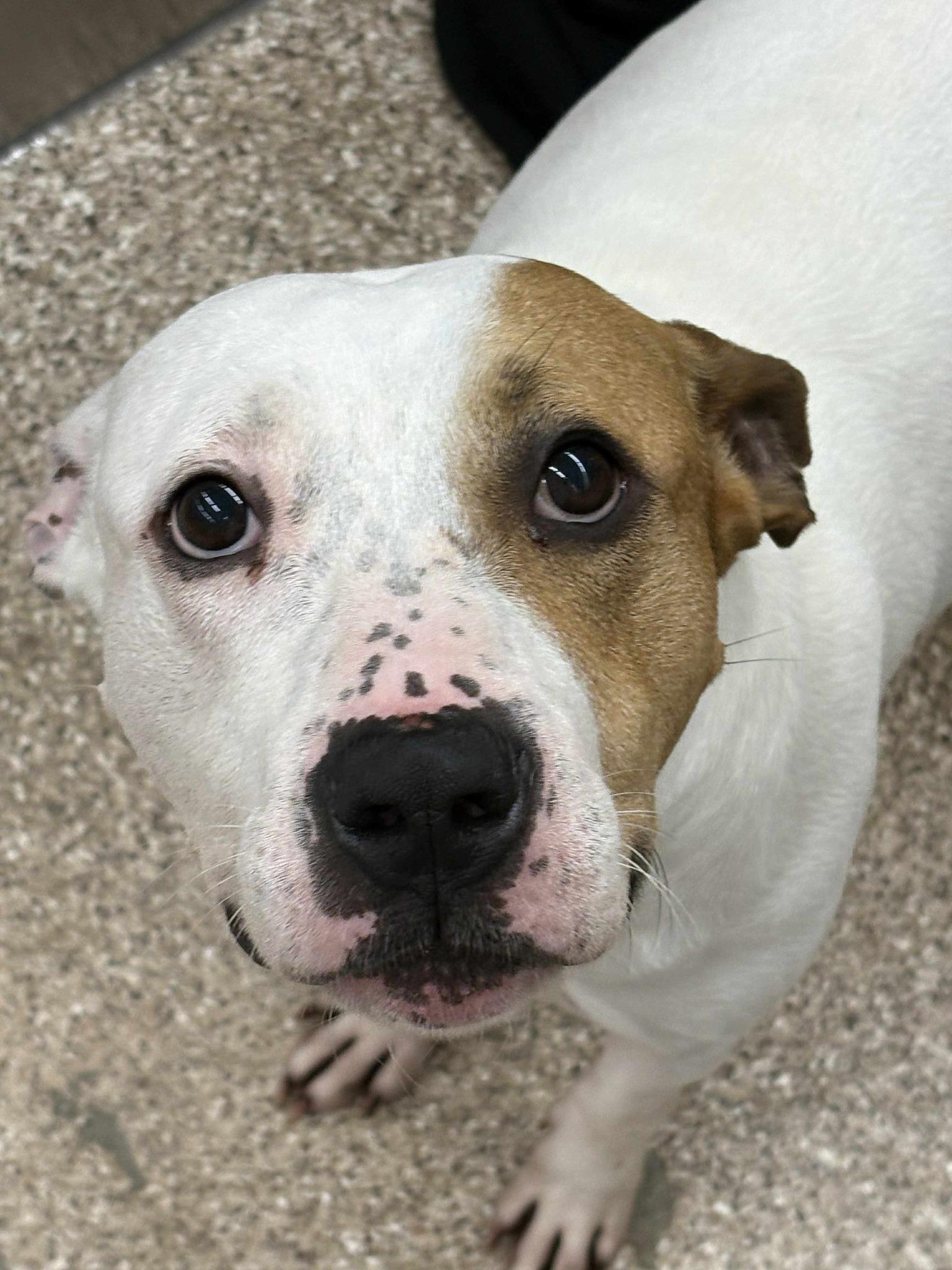 Petey, Adult Male unknown