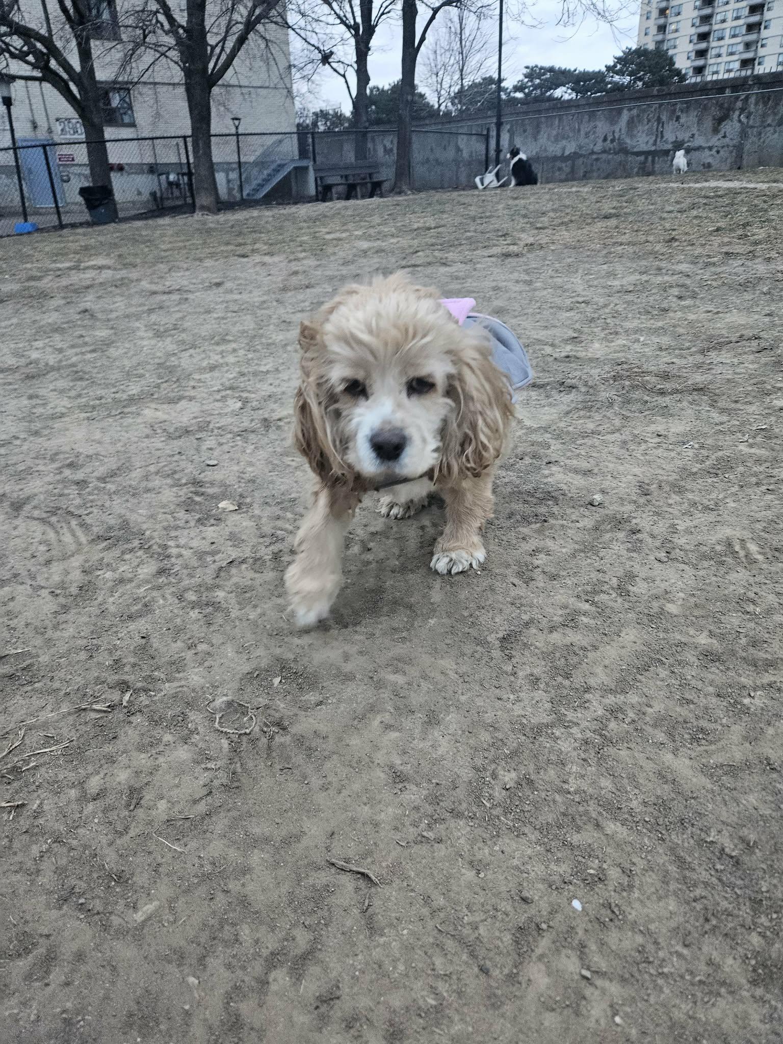 Molly, Adoptable, Adult Female Cocker Spaniel.