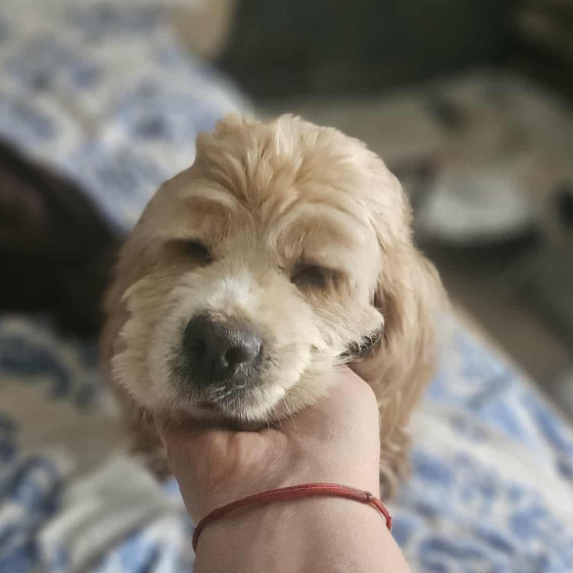 Molly, a Adoptable Cocker Spaniel in Toronto, ON image 1/4