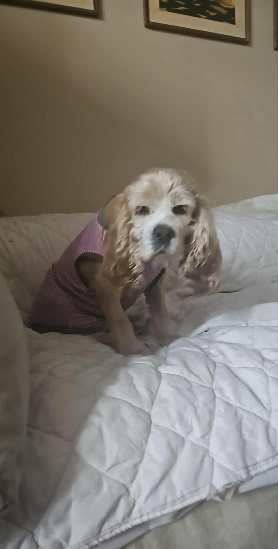 Molly, Adoptable, Adult Female Cocker Spaniel.