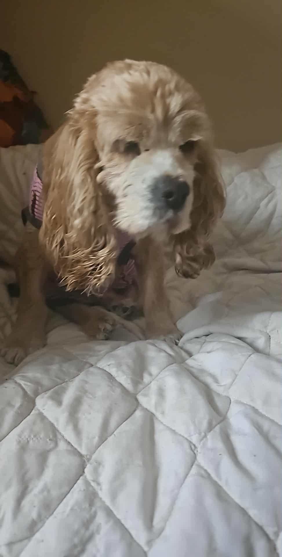 Molly, a Adoptable Cocker Spaniel in Toronto, ON image 3/4