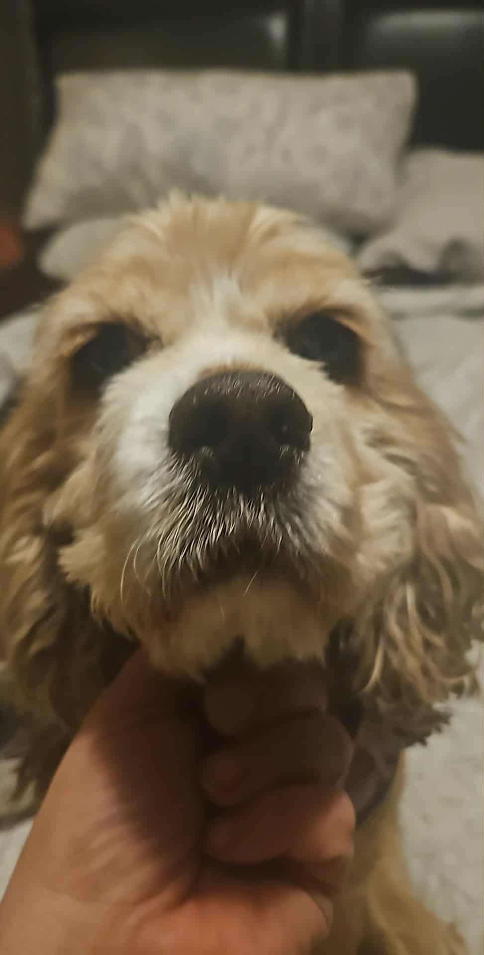 Molly, a Adoptable Cocker Spaniel in Toronto, ON image 4/4