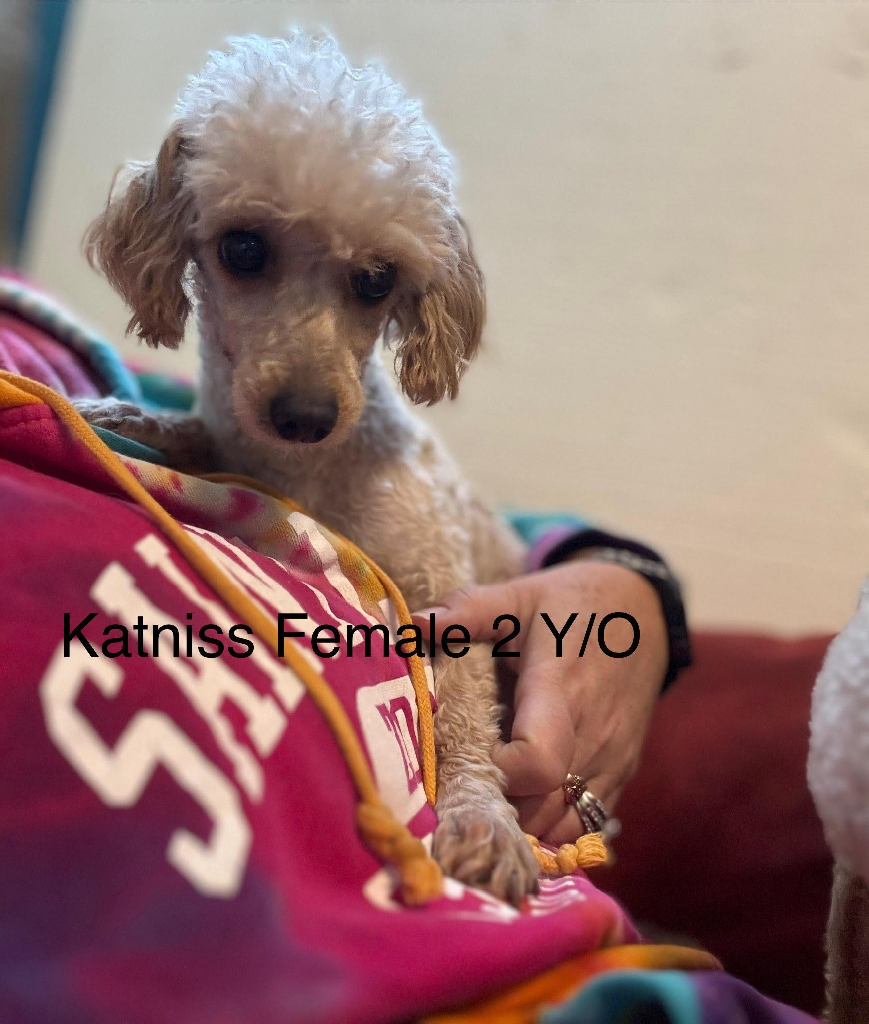 Enlarge Katniss, a Adoptable Poodle (Toy) in Arnold, MO image 1/1