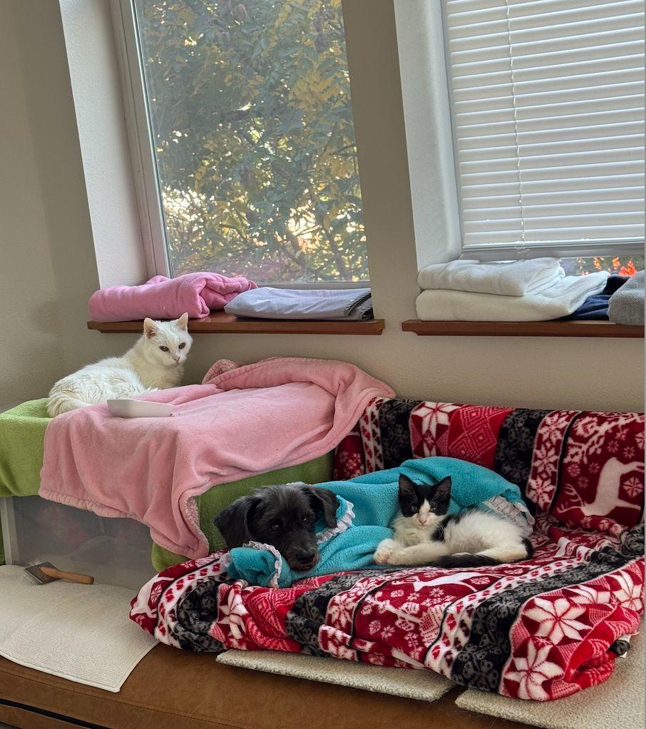 Pepperoni, a Adoptable mixed breed in Portland, OR image 1/6